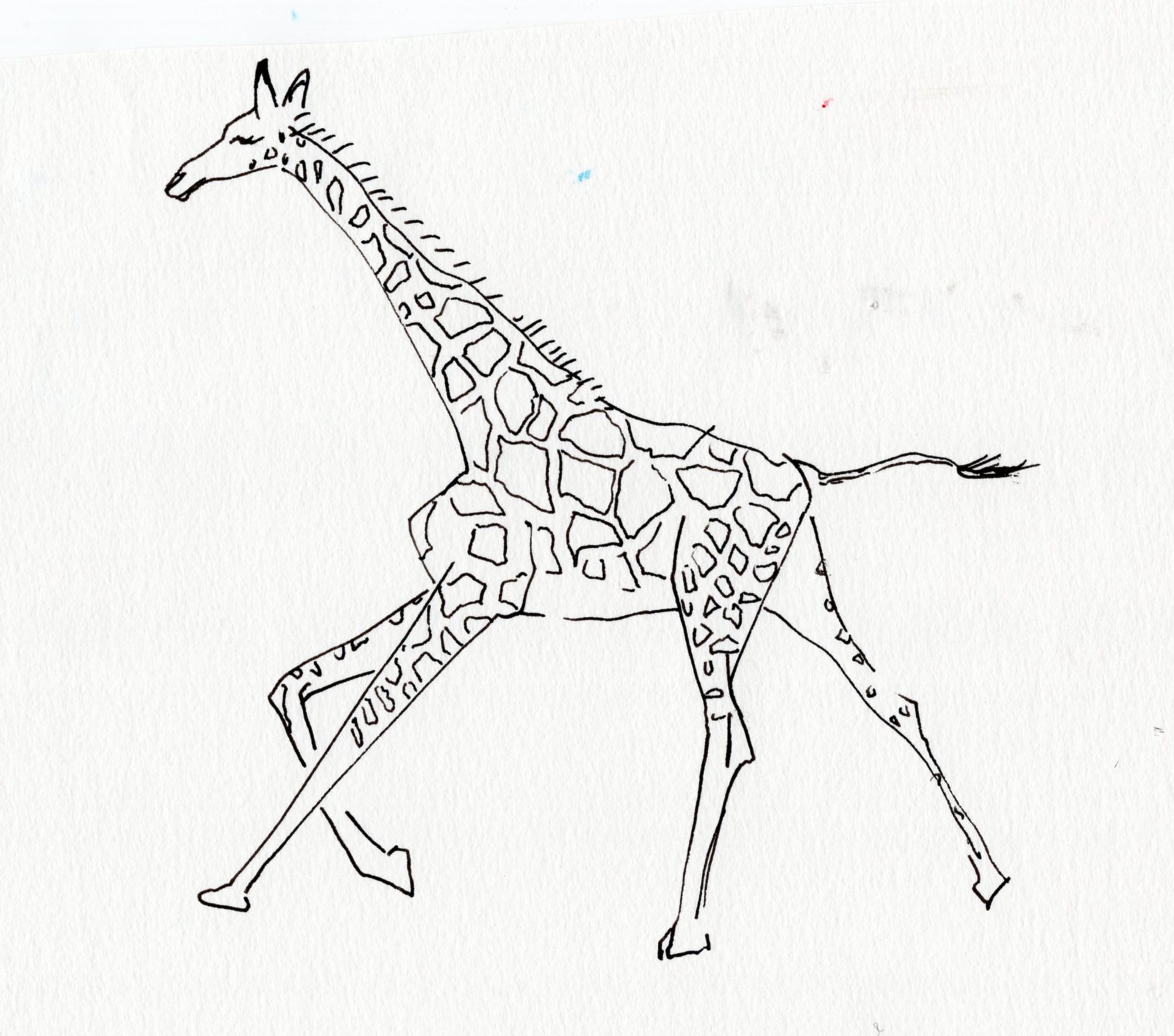 giraffe_running006.jpg