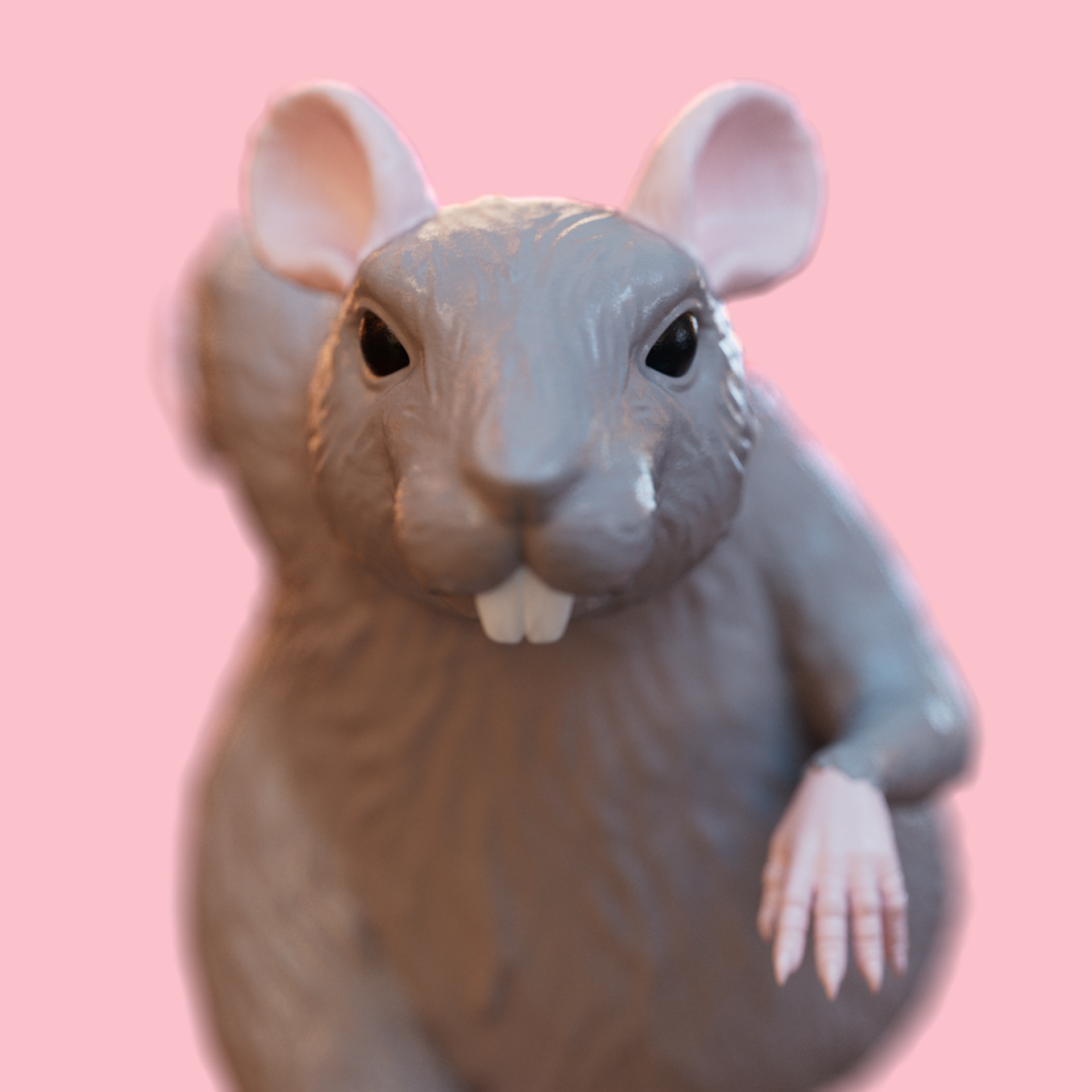 RAT_IMAGE_STORE2.png