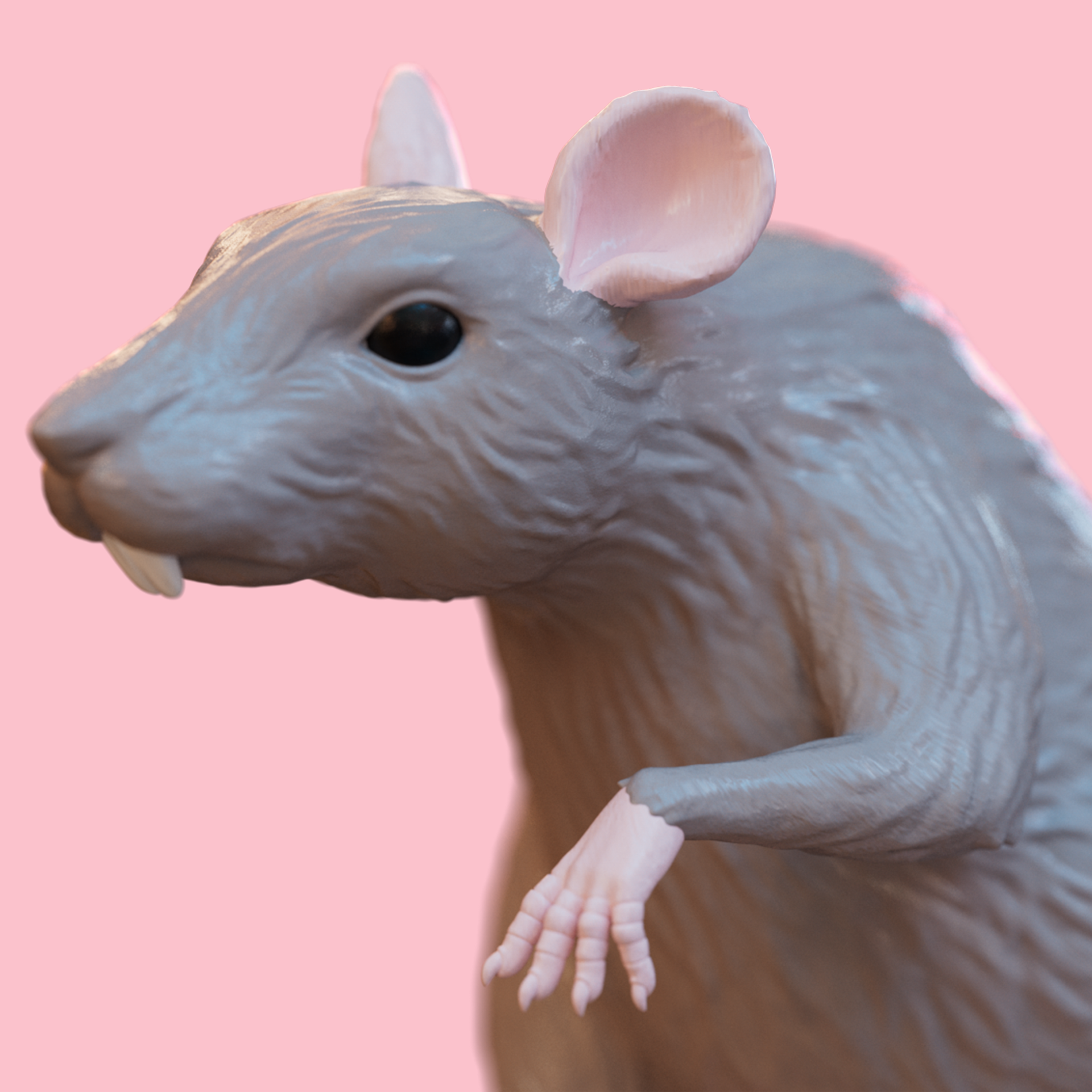 RAT_IMAGE_STORE3.png