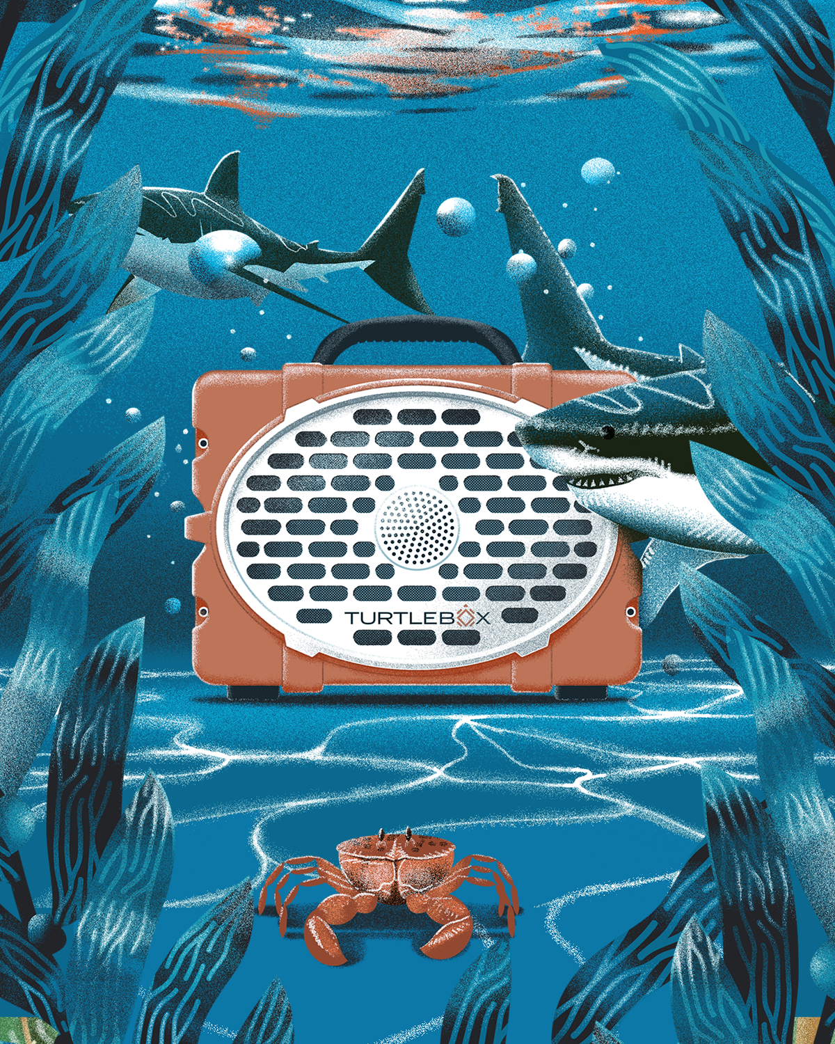 SHARK_IG_FEED.png