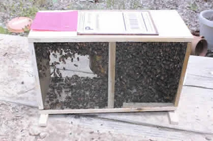 3# Package of Bees