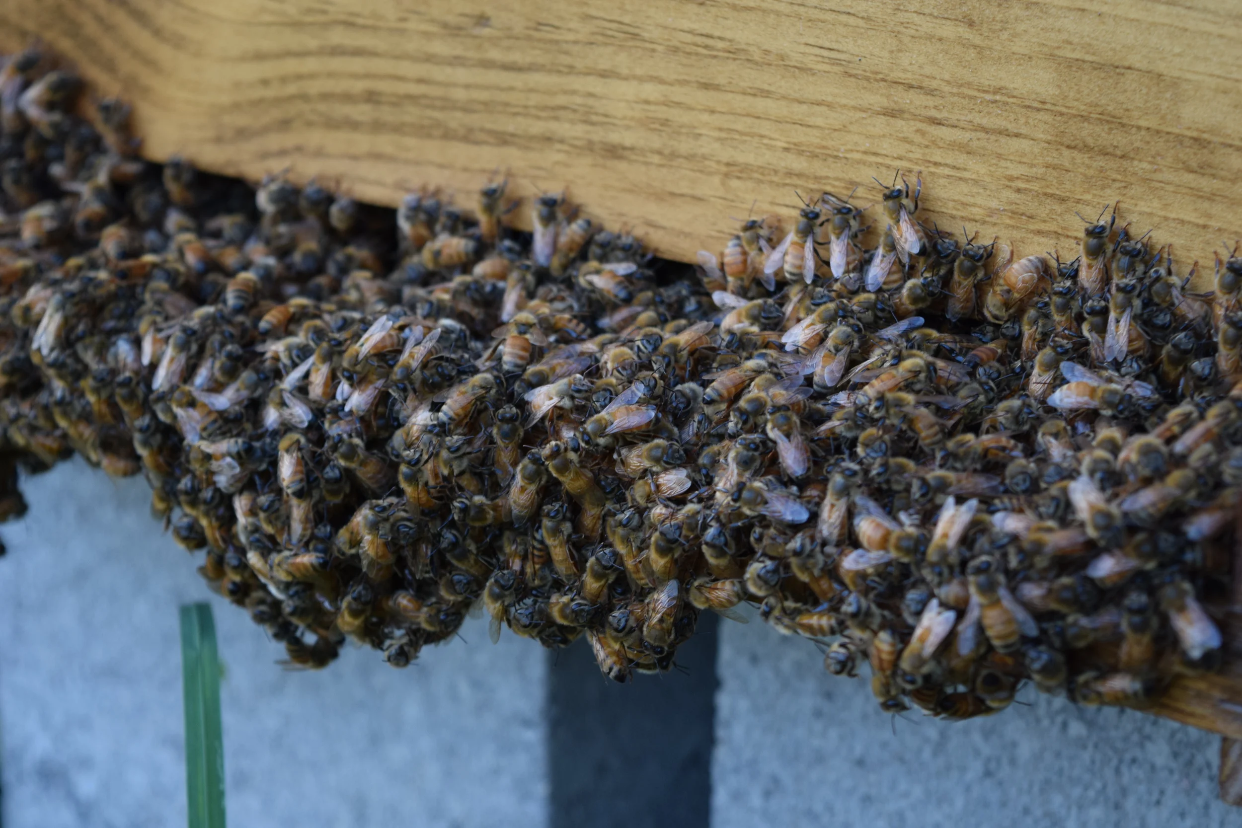 Hive bearding during hot, humid weather.