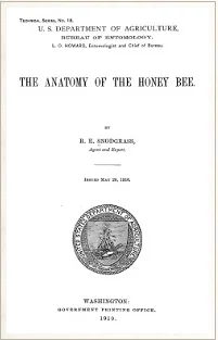 The Anatomy of the Honey Bee