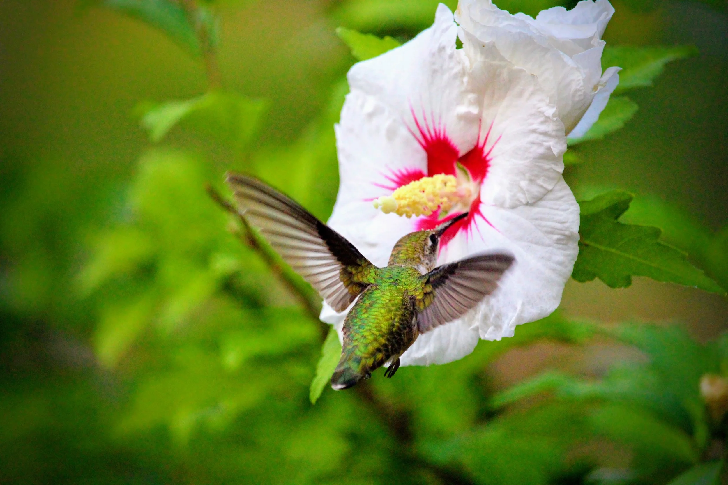 IMG_7803-EFFECTS.jpg