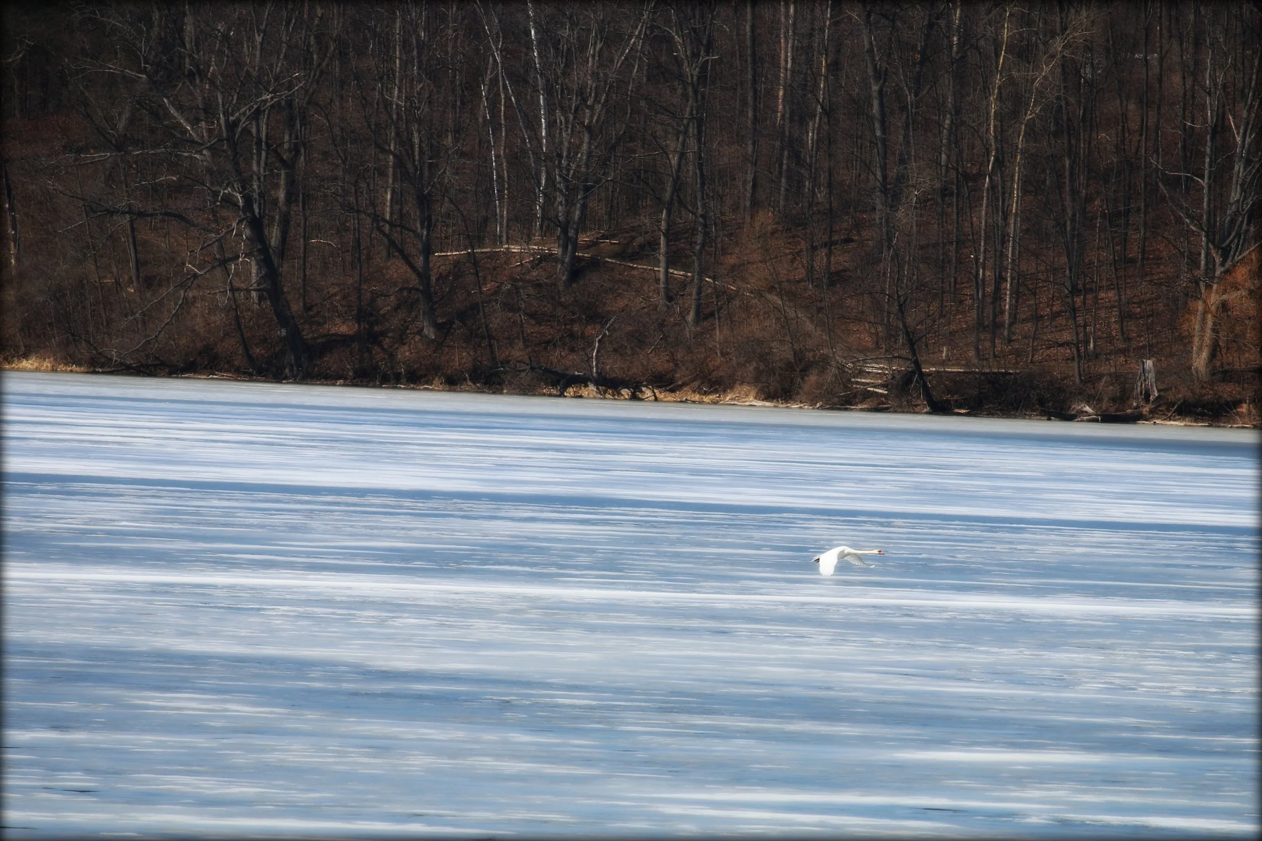Swan Song of Winter.jpg