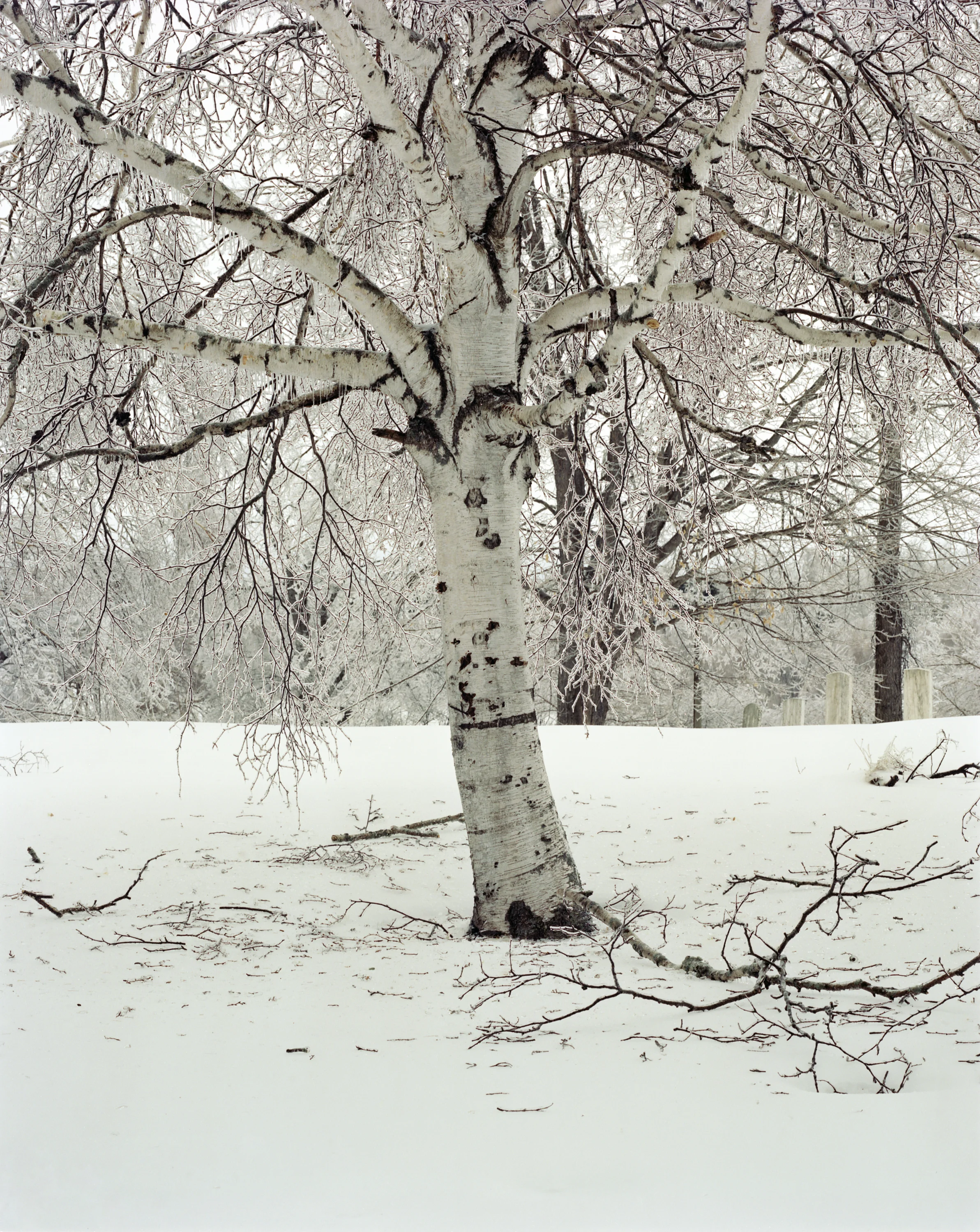Birch