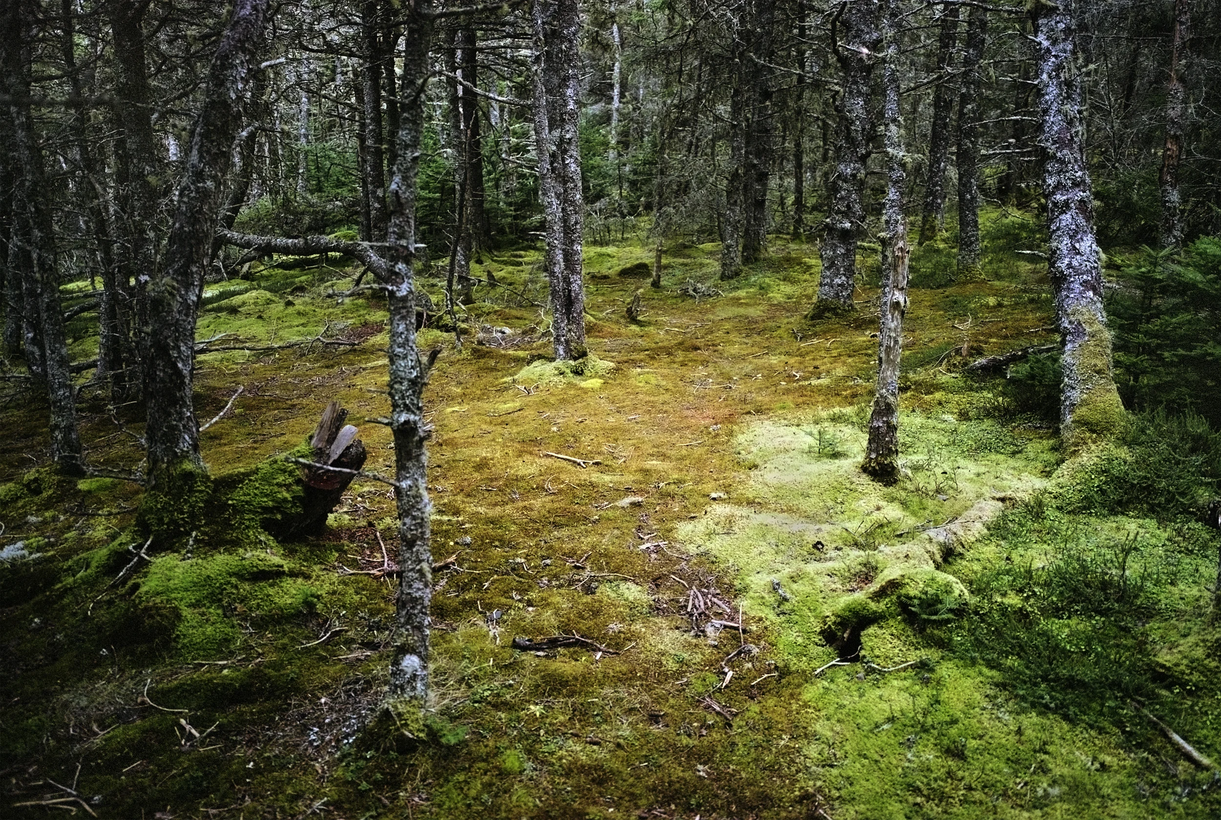 Gaff Forest