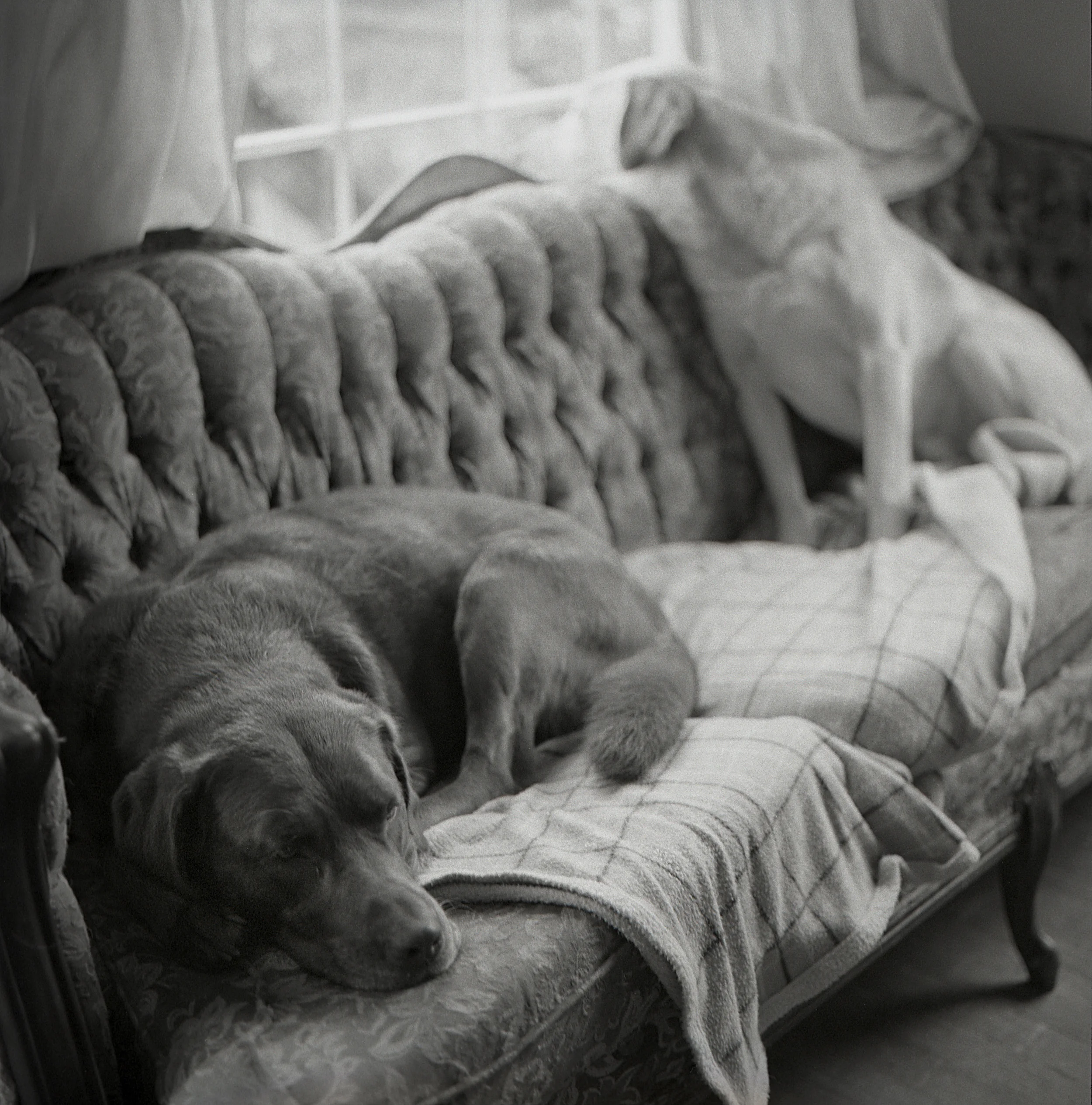 The Dogs