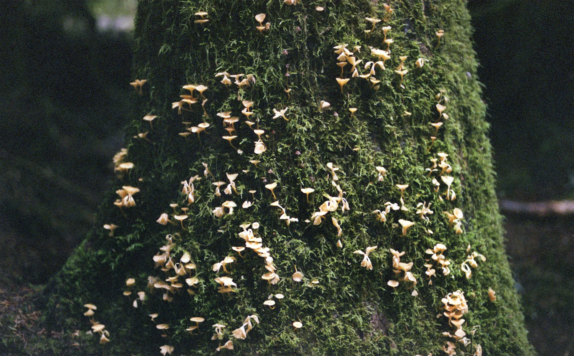 Cathedral Fungi