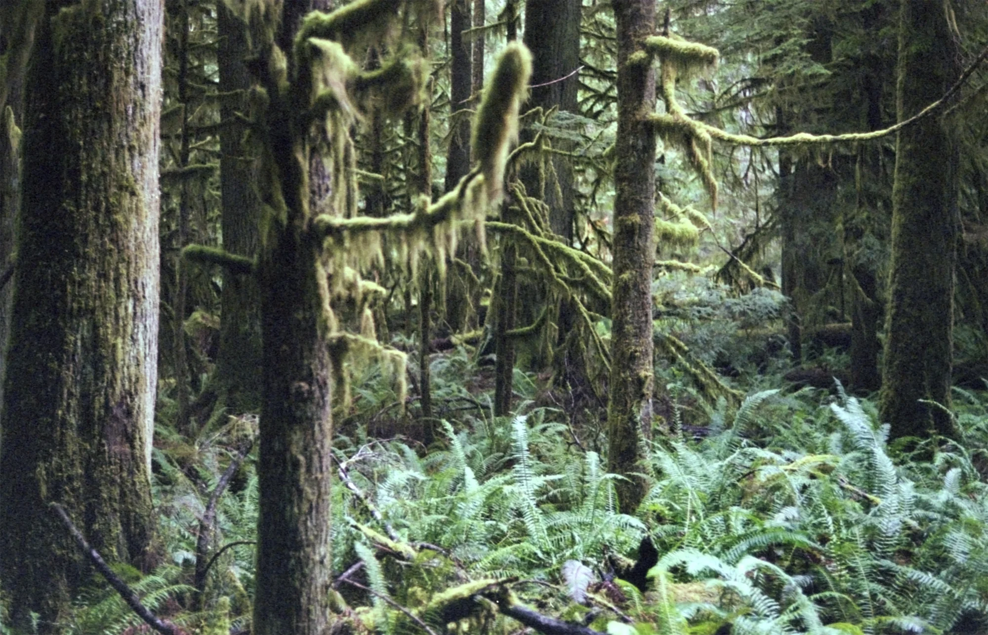 Cathedral Woods #2