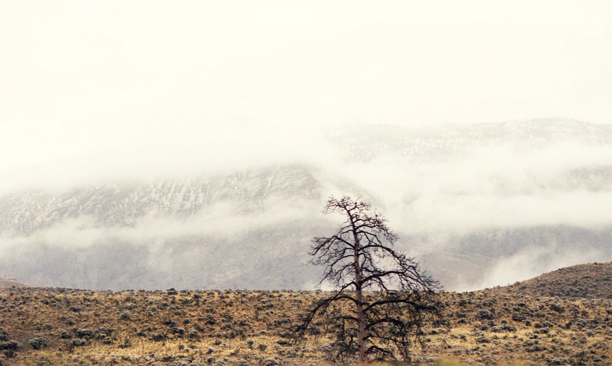 Lone Wilderness