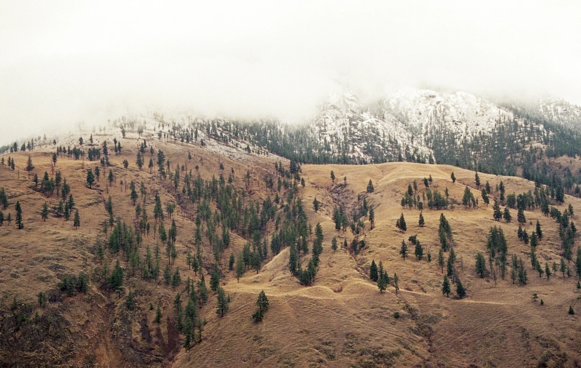 Mountain Wild