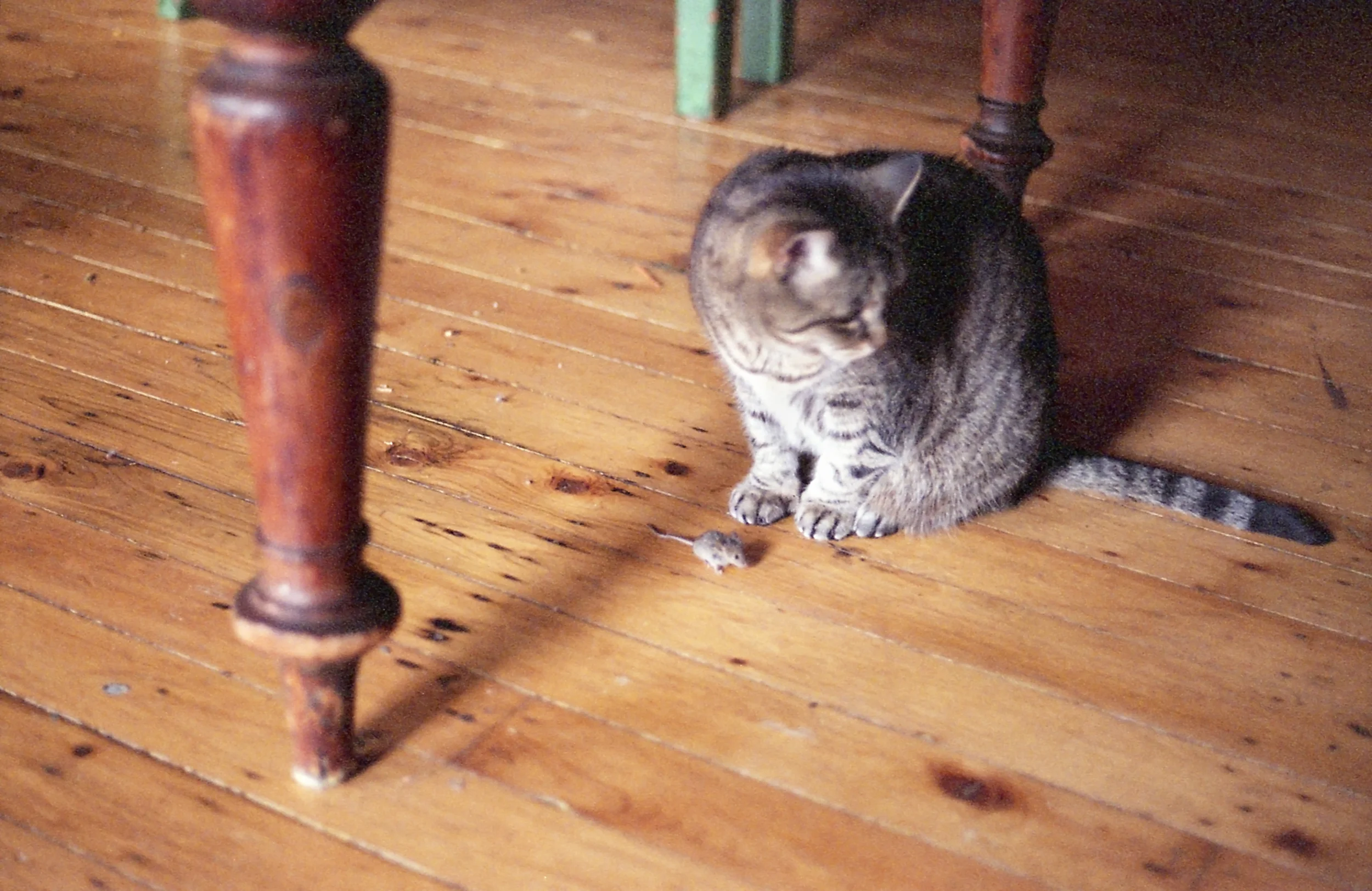 Joni & Mouse
