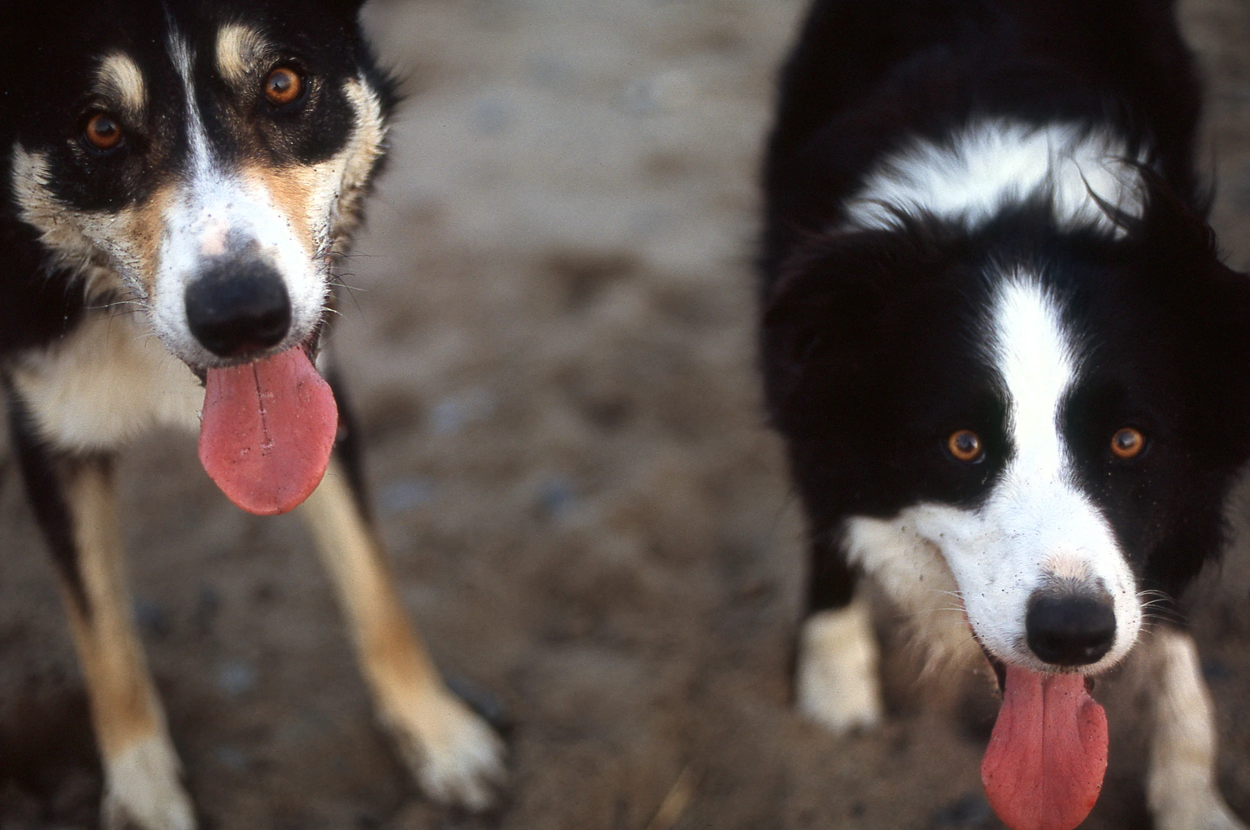 Couple of Pups