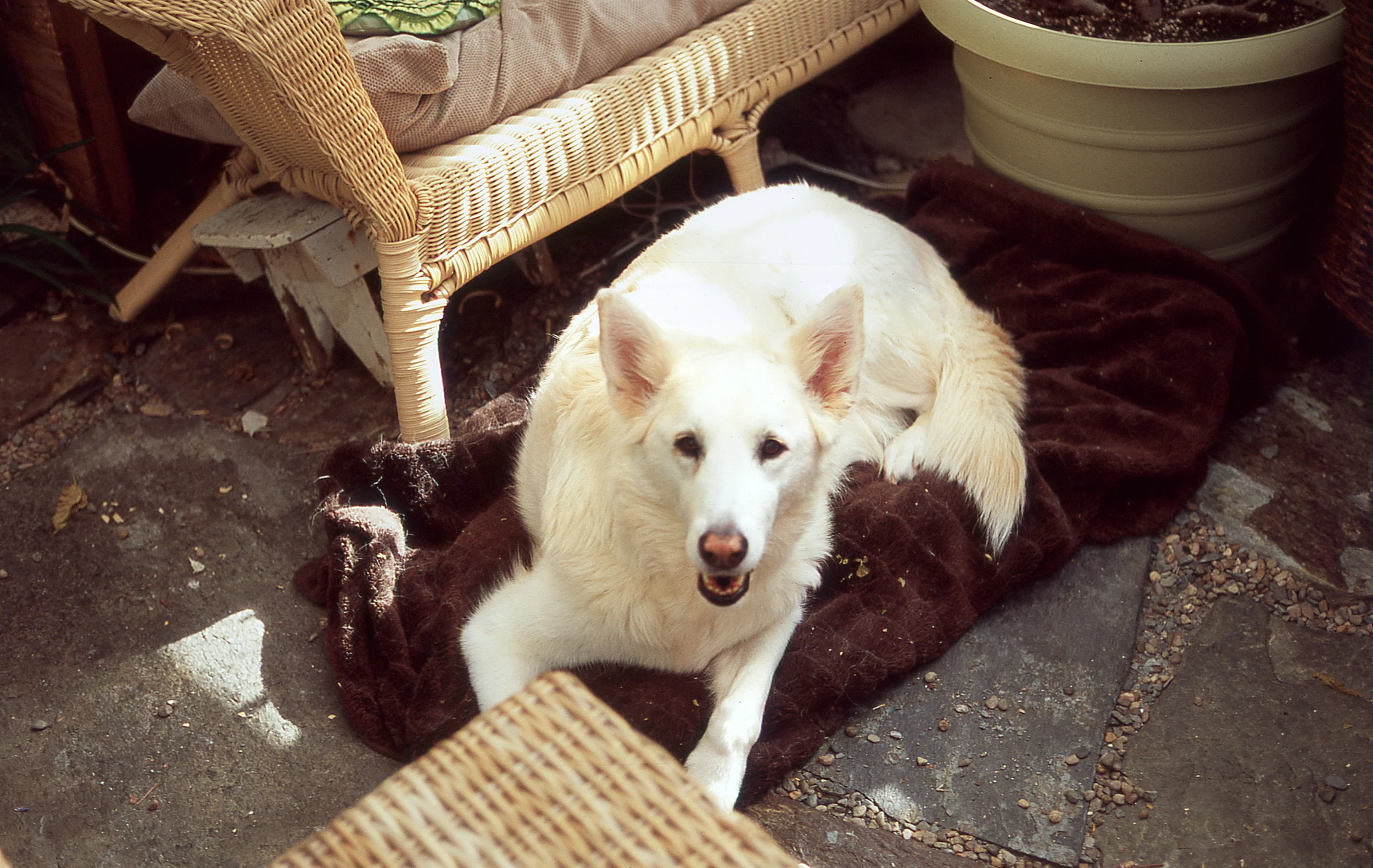 White Fang
