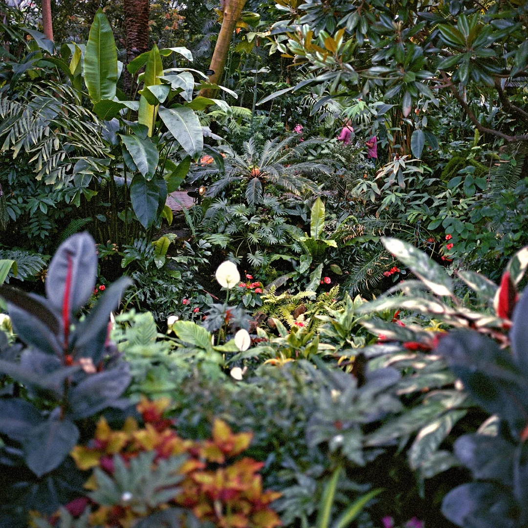 Foreign Flora