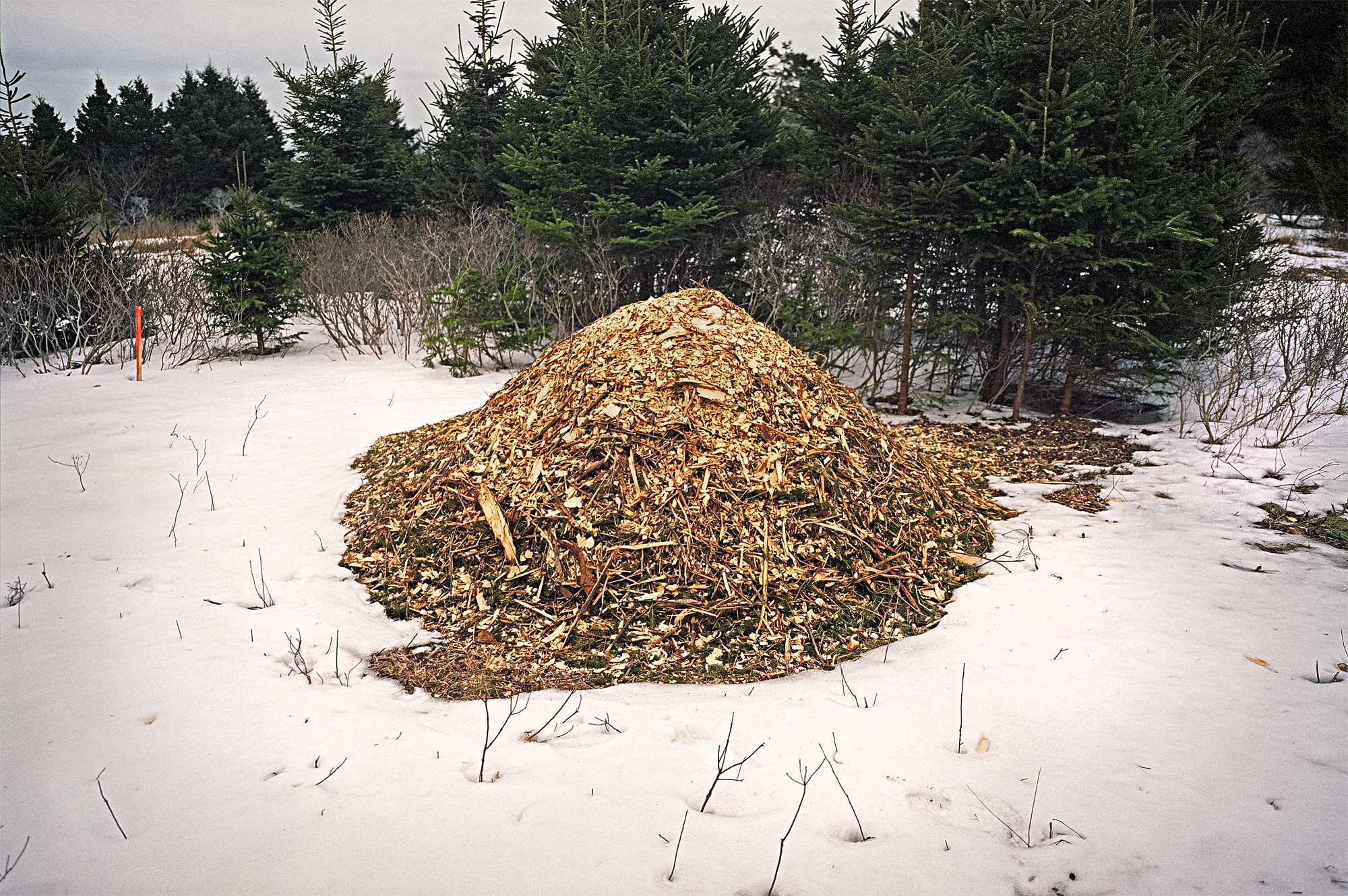 Pile of Chips