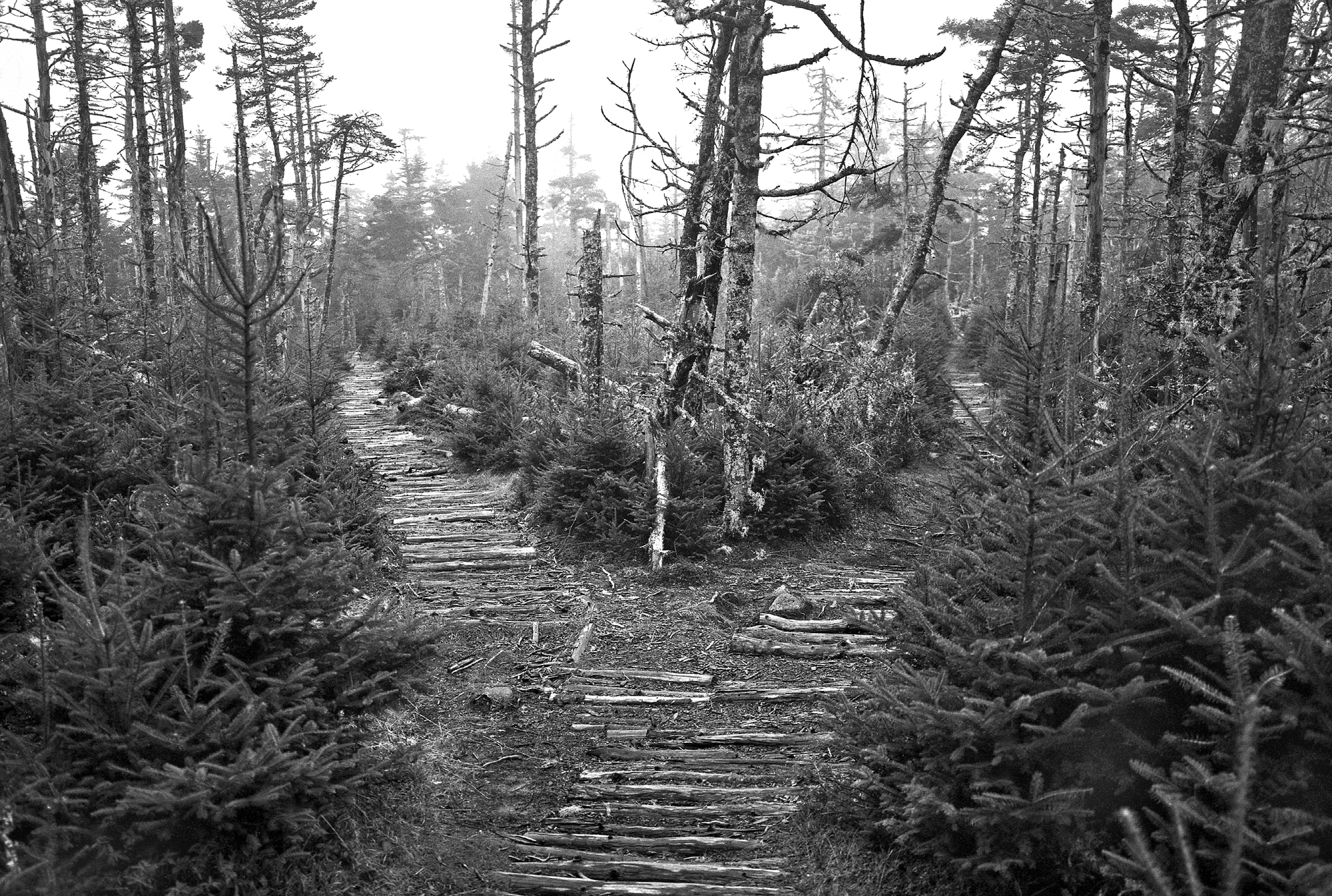 Fork in the Trail