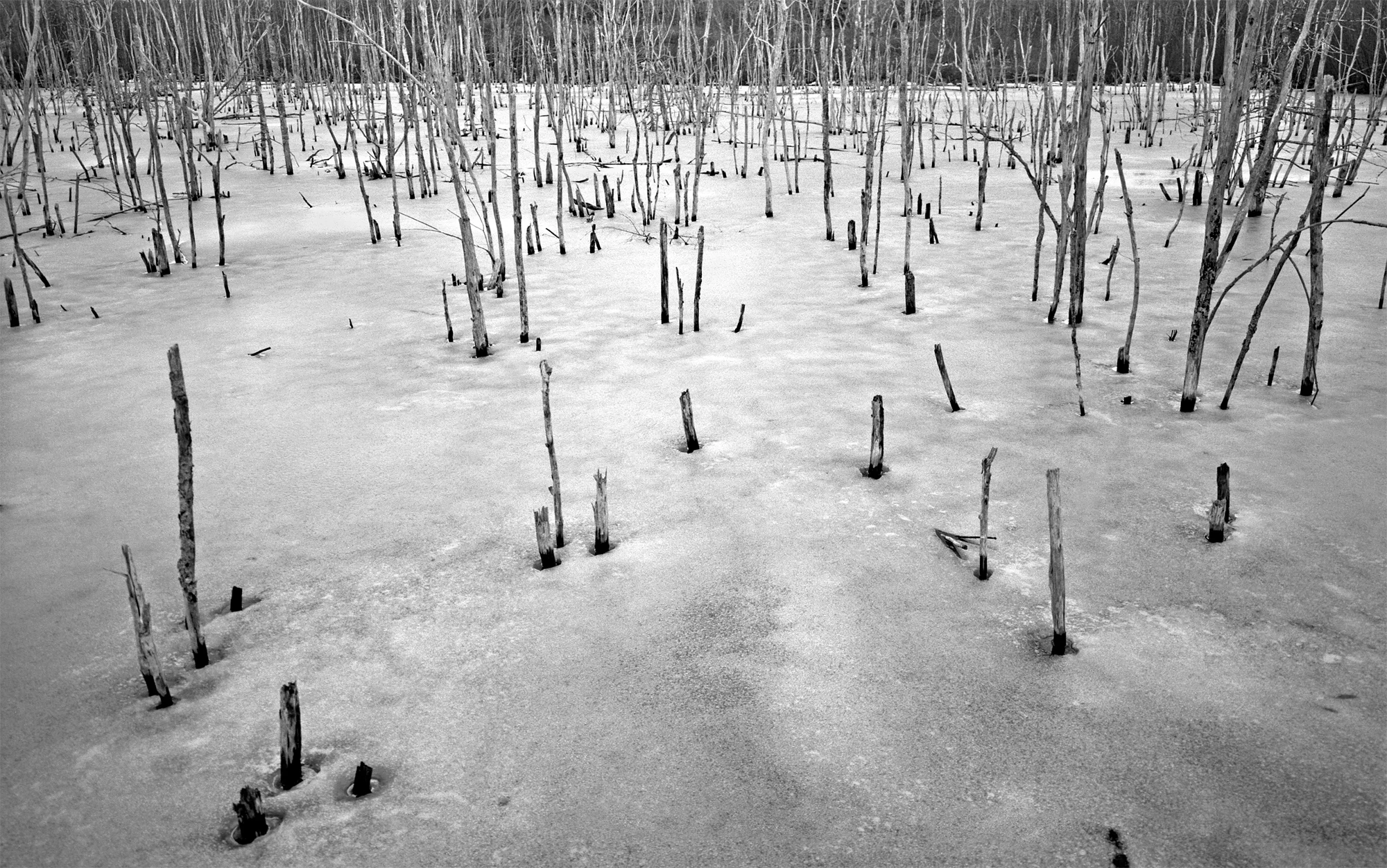 Sticks in Ice