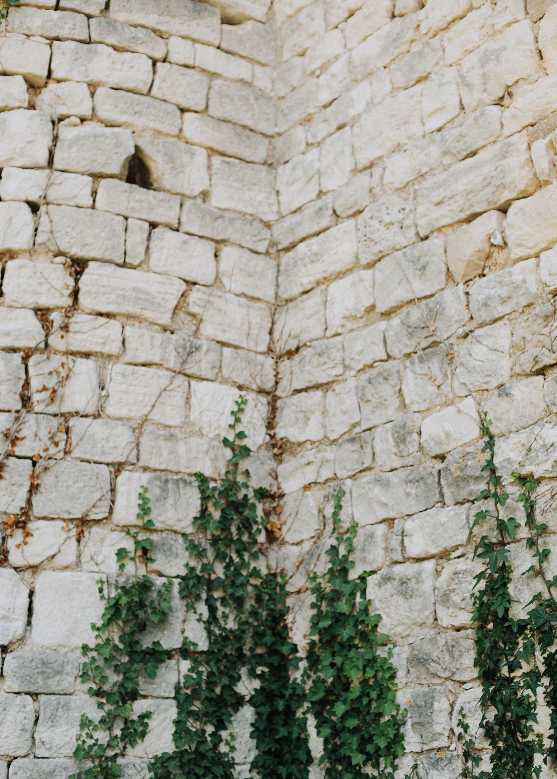 Vines crawling up a castle wall in Provence