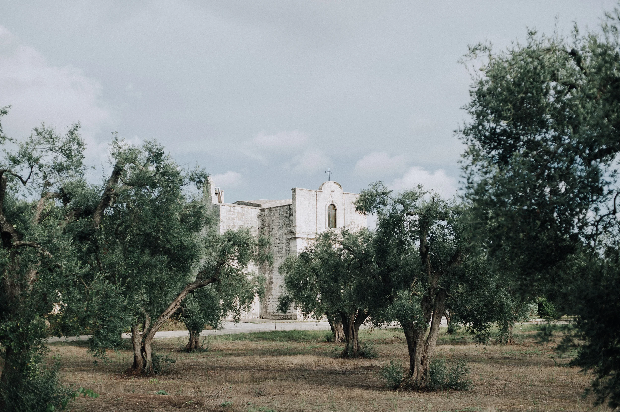 Olive groves