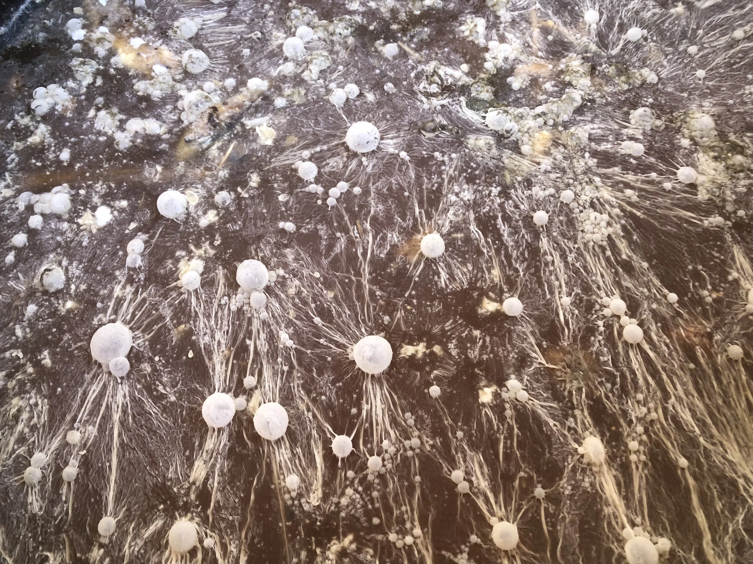 Surface growth after a few weeks.