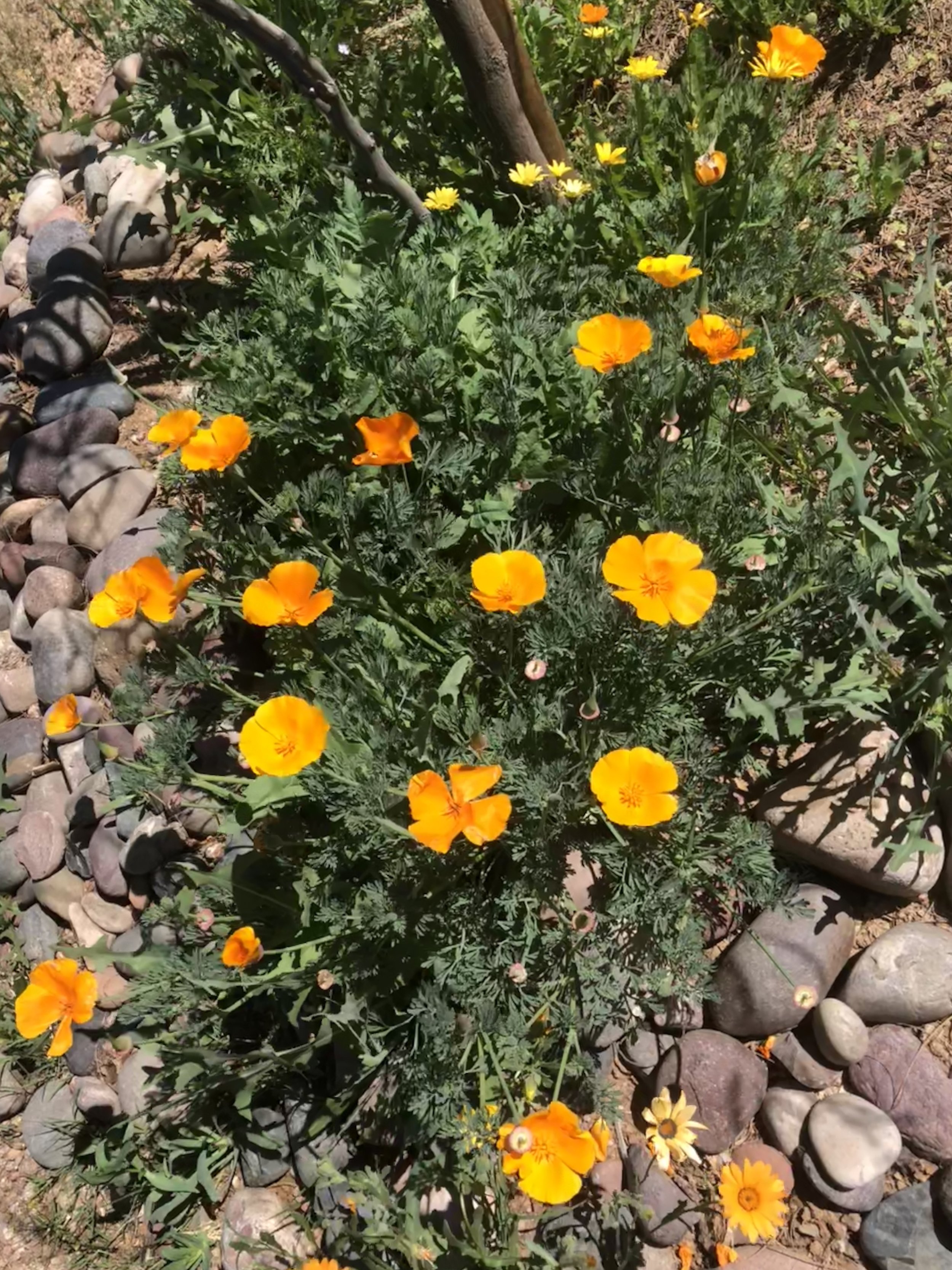 IMG_0379.JPEG