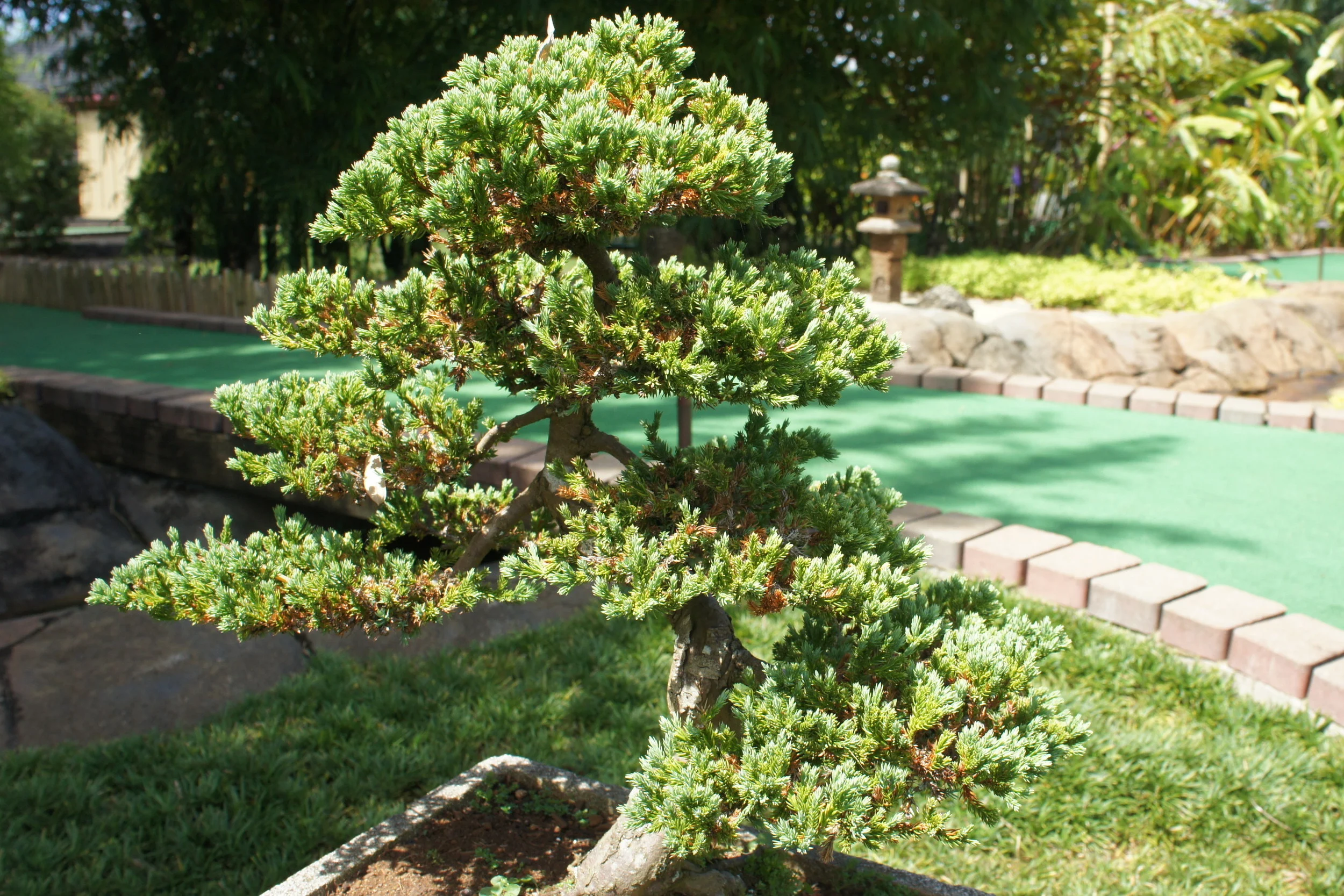 This bonsai tree has little to do with this post but I know this image is not copyrighted.
