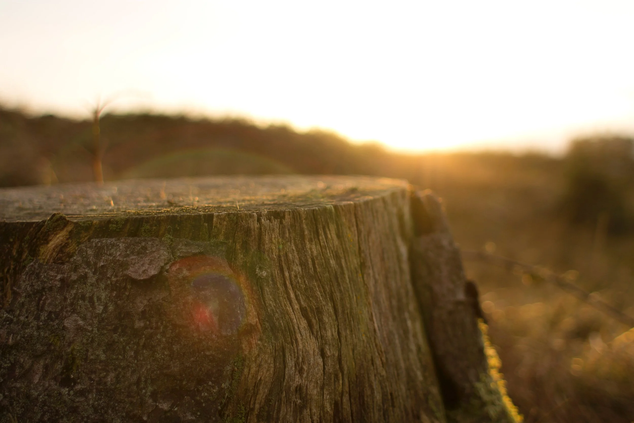 Photo by Oisin Conolly on Unsplash