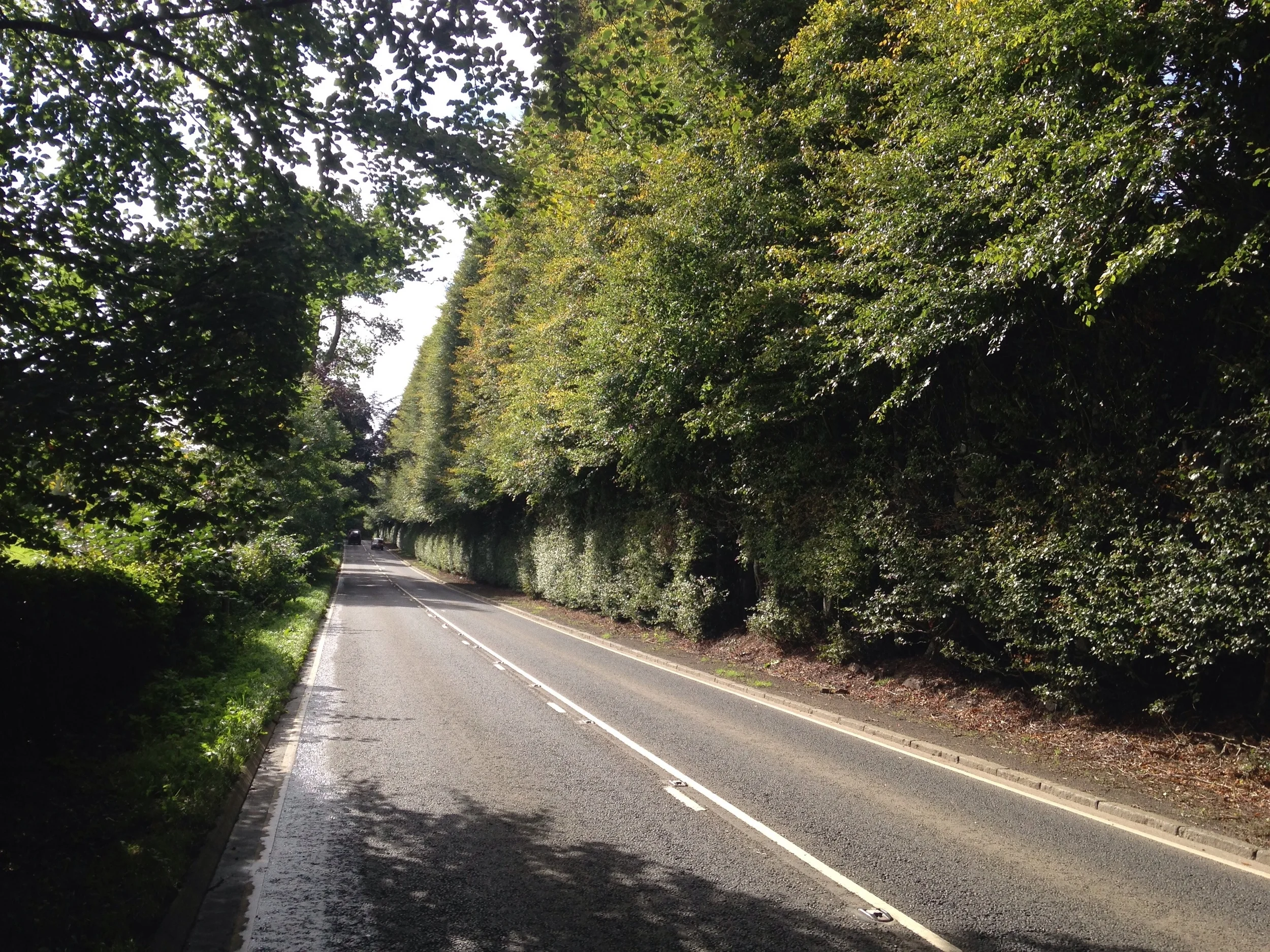 The Mighty Meikleour Hedgerow