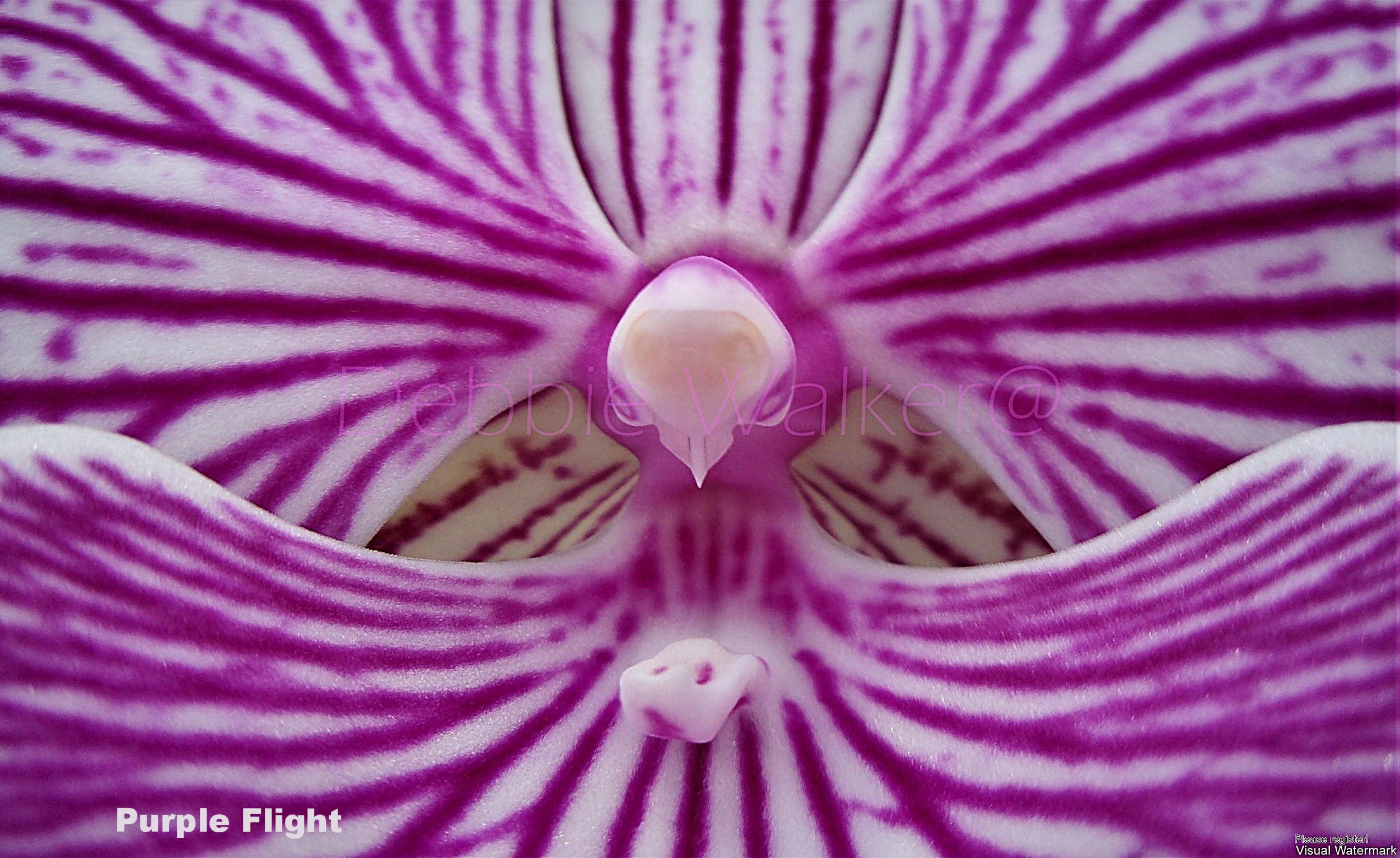 Purple Flight.jpg