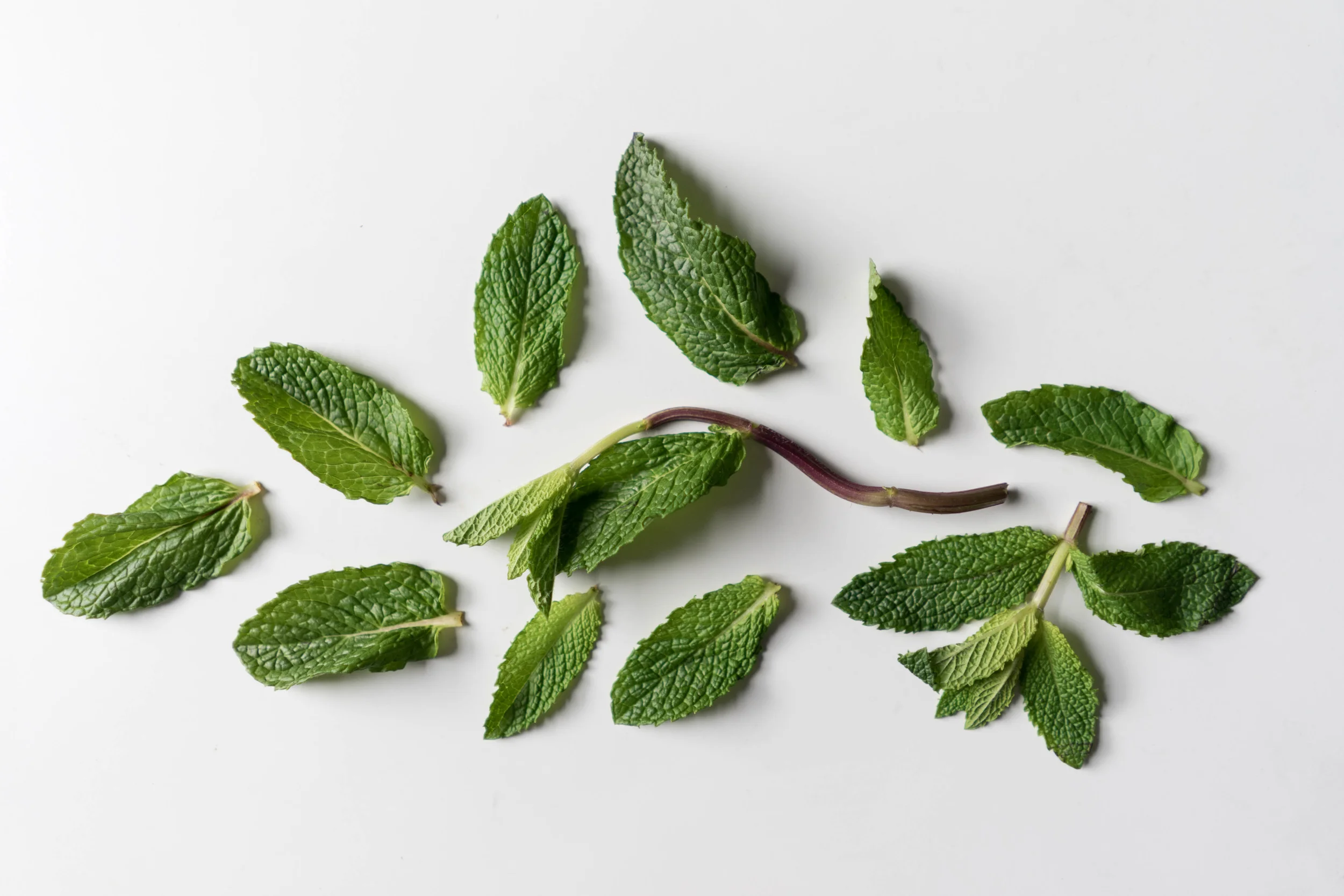 Mint Herb For Skincare