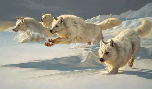 Winter wolves (703A).jpg