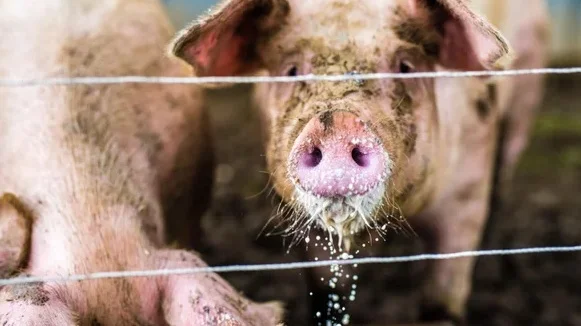 Harnessing AI to Track Factory-Farm Waste |SCIENTIFIC AMERICAN, April 2019|