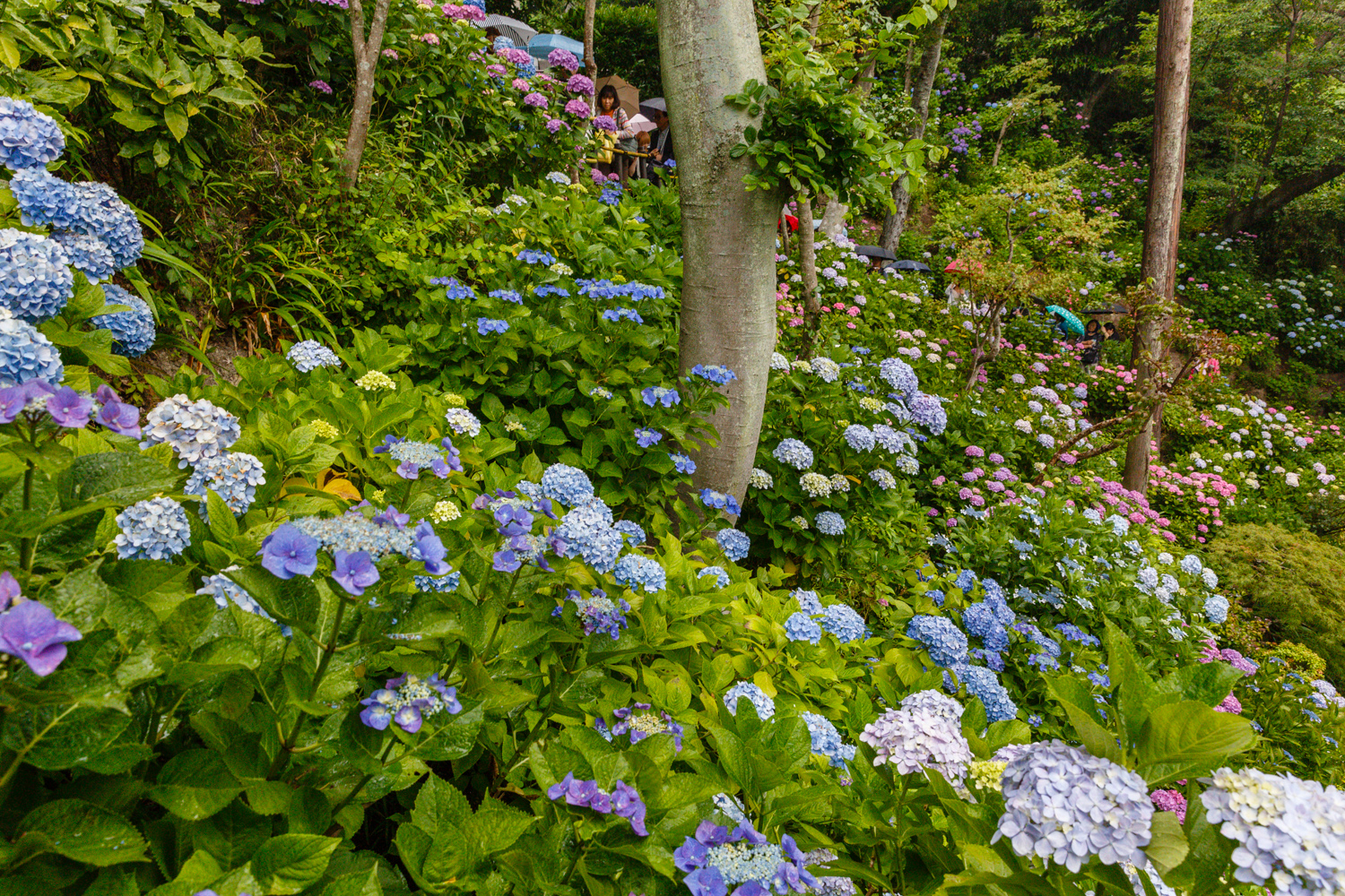 20130611-_5D30728.jpg