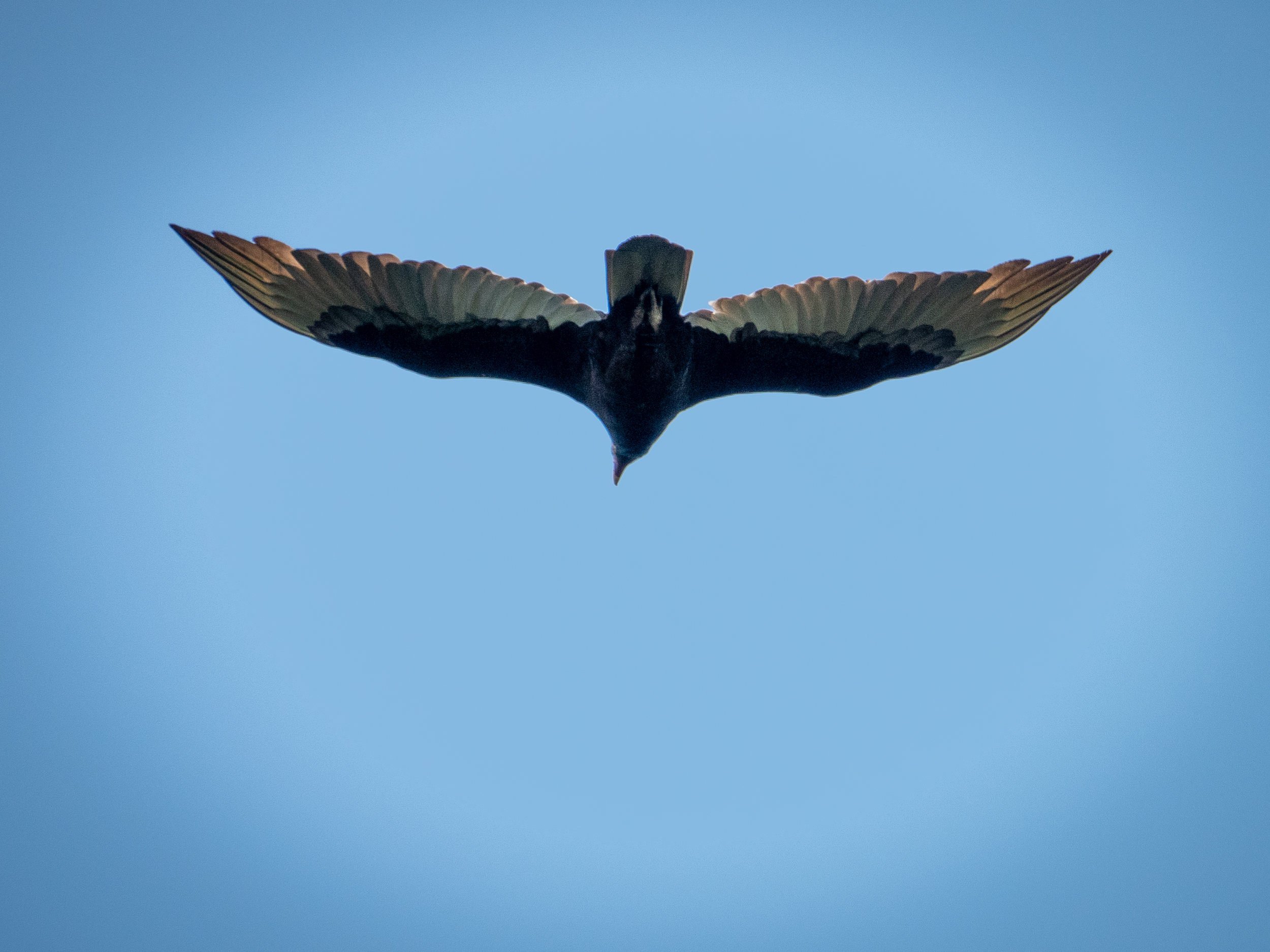 Red Wing Black bird20190220-RXX09822-Enhanced.jpg