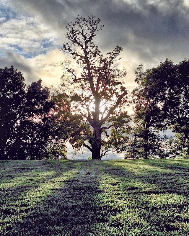 Stormy summer #solo_tree #framedbynature