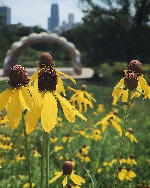 Divine nature gave the fields, human art built the cities. &mdash; Varro Reatinus 
Another fave from the pavilion/boardwalk. Will probably have some Chicago latergrams too. 🤔 #igerschicago #EnjoyIllinois #igkansascity_travel