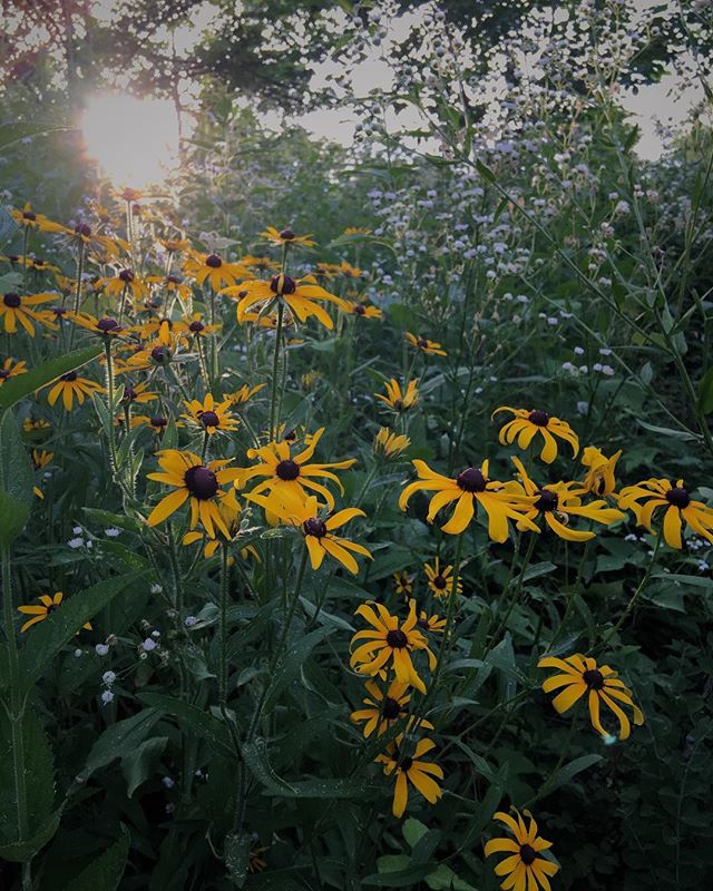 Finding wildflowers with perfect light 😌