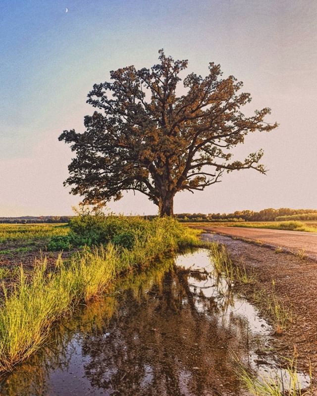 Backroads, The Big Tree and a tiny moon.

Visited one of my favorite trees during golden hour. Going to try and post on the regular again. 😉