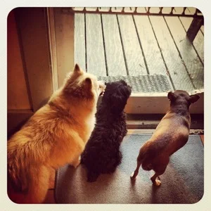 Rugged trio waiting on the bar-b-que.