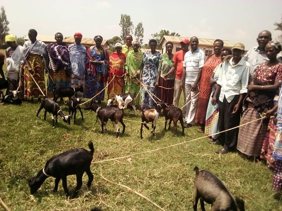  Provision of goats to genocide widows 
