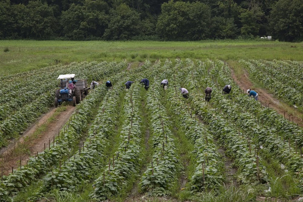 International Convention on the Protection of the Rights of All Migrant Workers and Members of Their Families, 1990