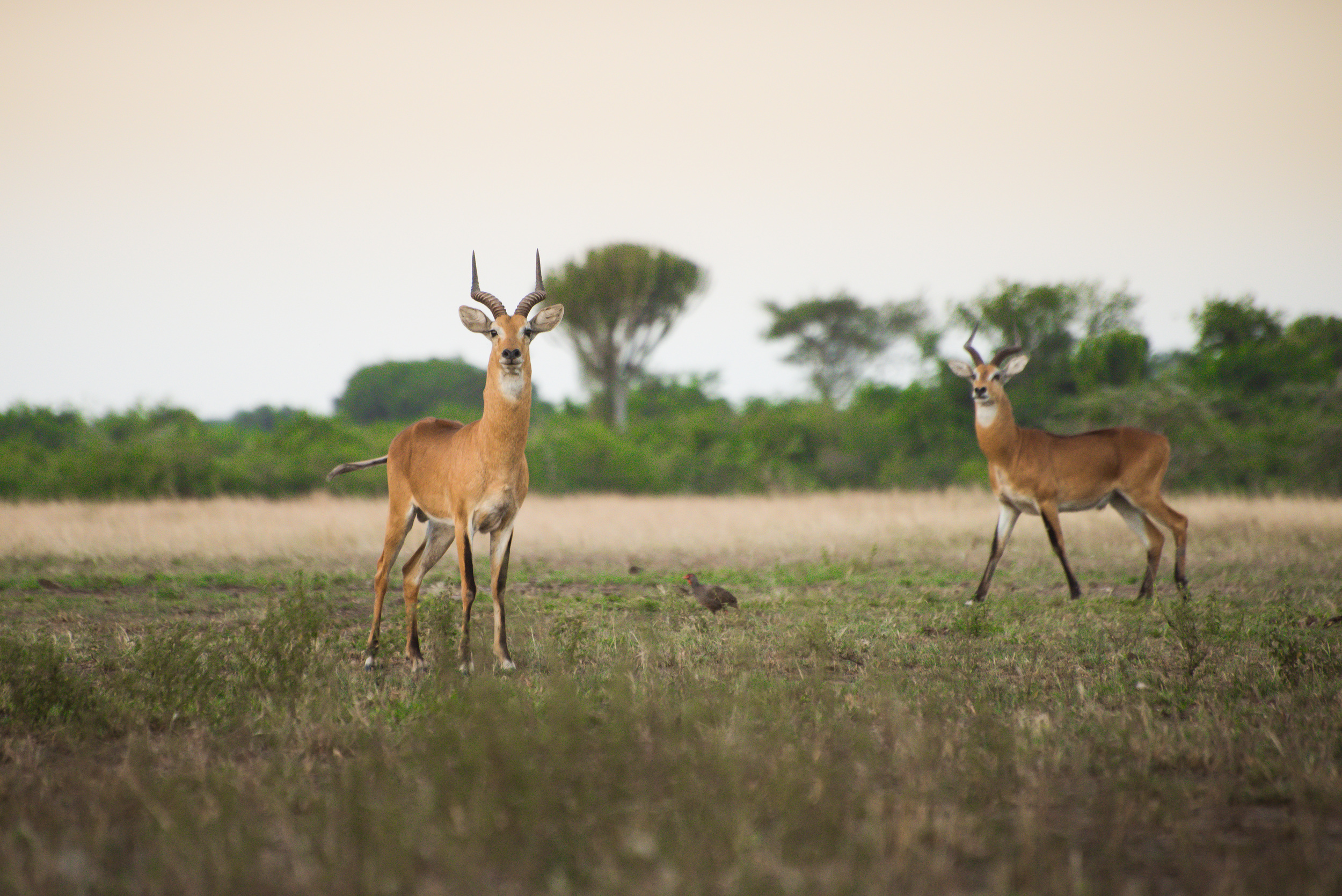 uganda9 (1 of 1).jpg