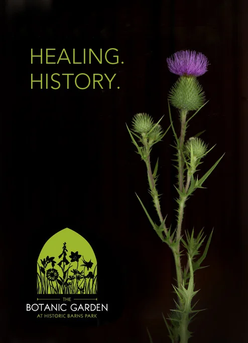 thistle.jpg