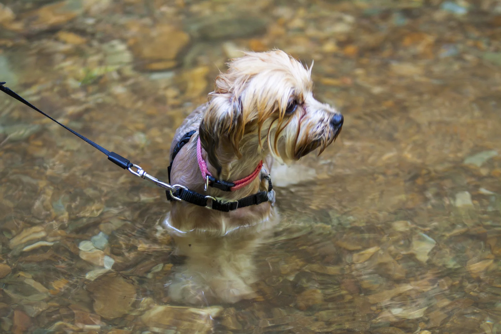 Moxie trying to act like she's enjoying the water.