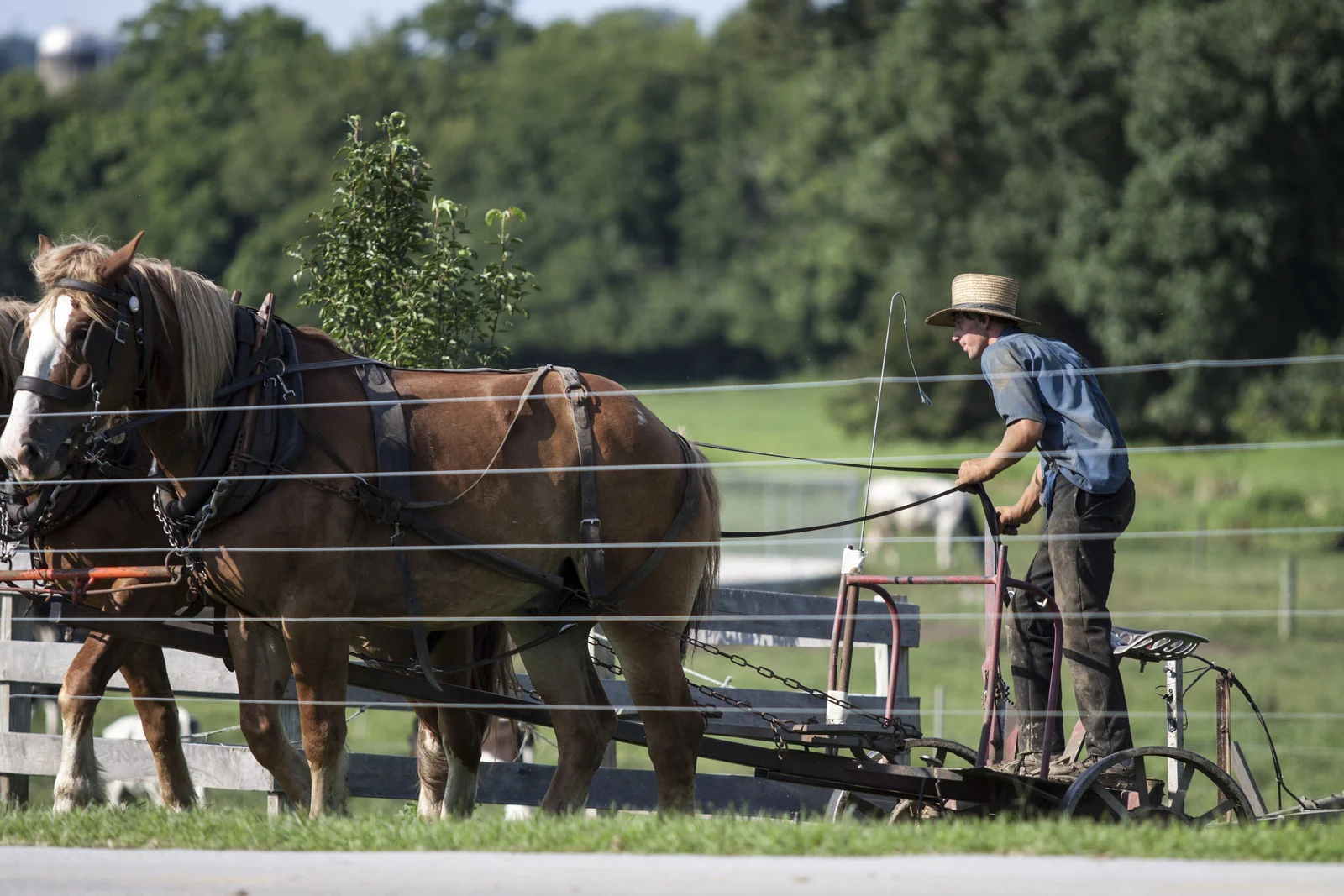 Lawn mowing old school.