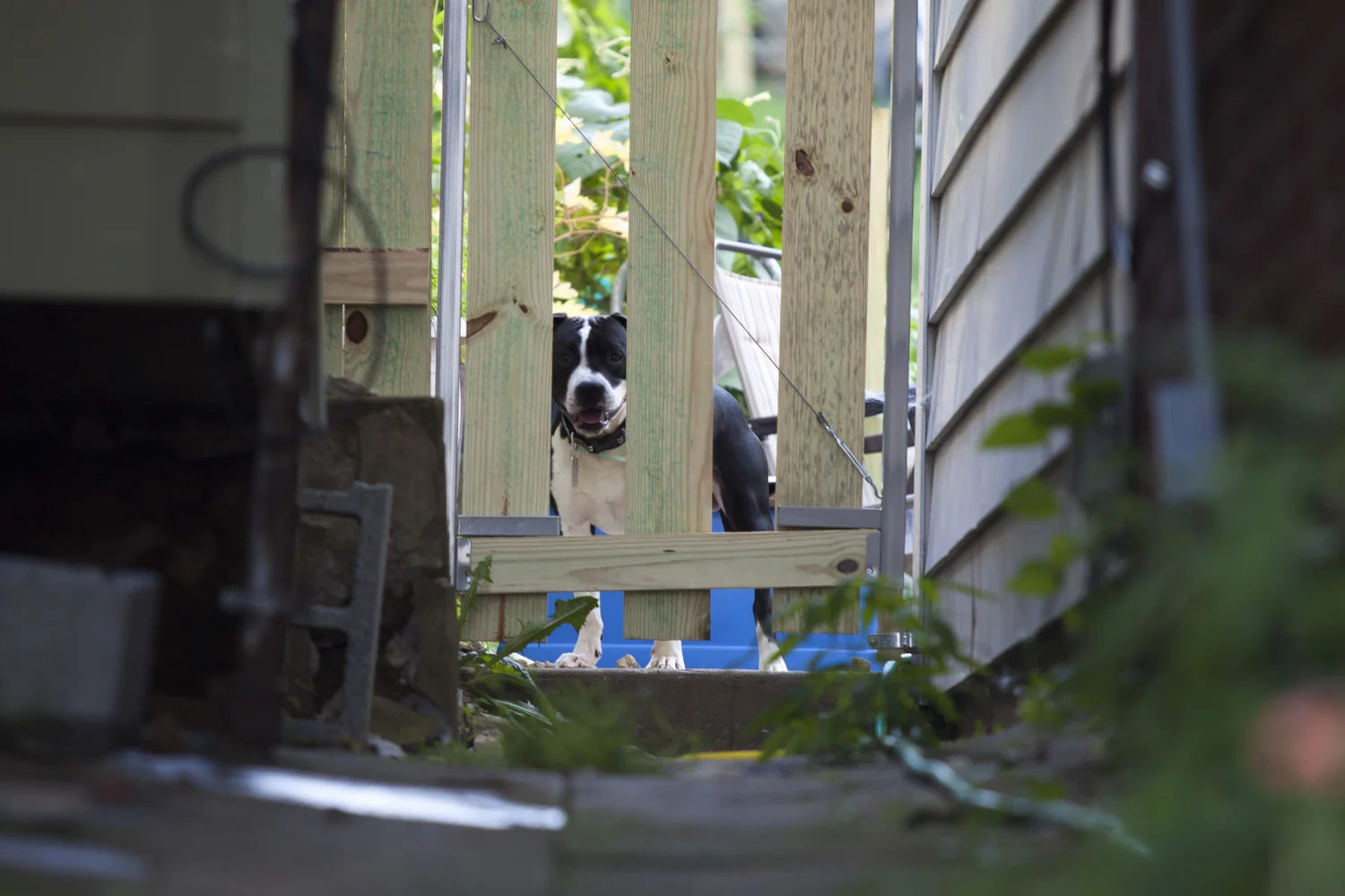 the neighbor's curious pitbull. He's pretty great.