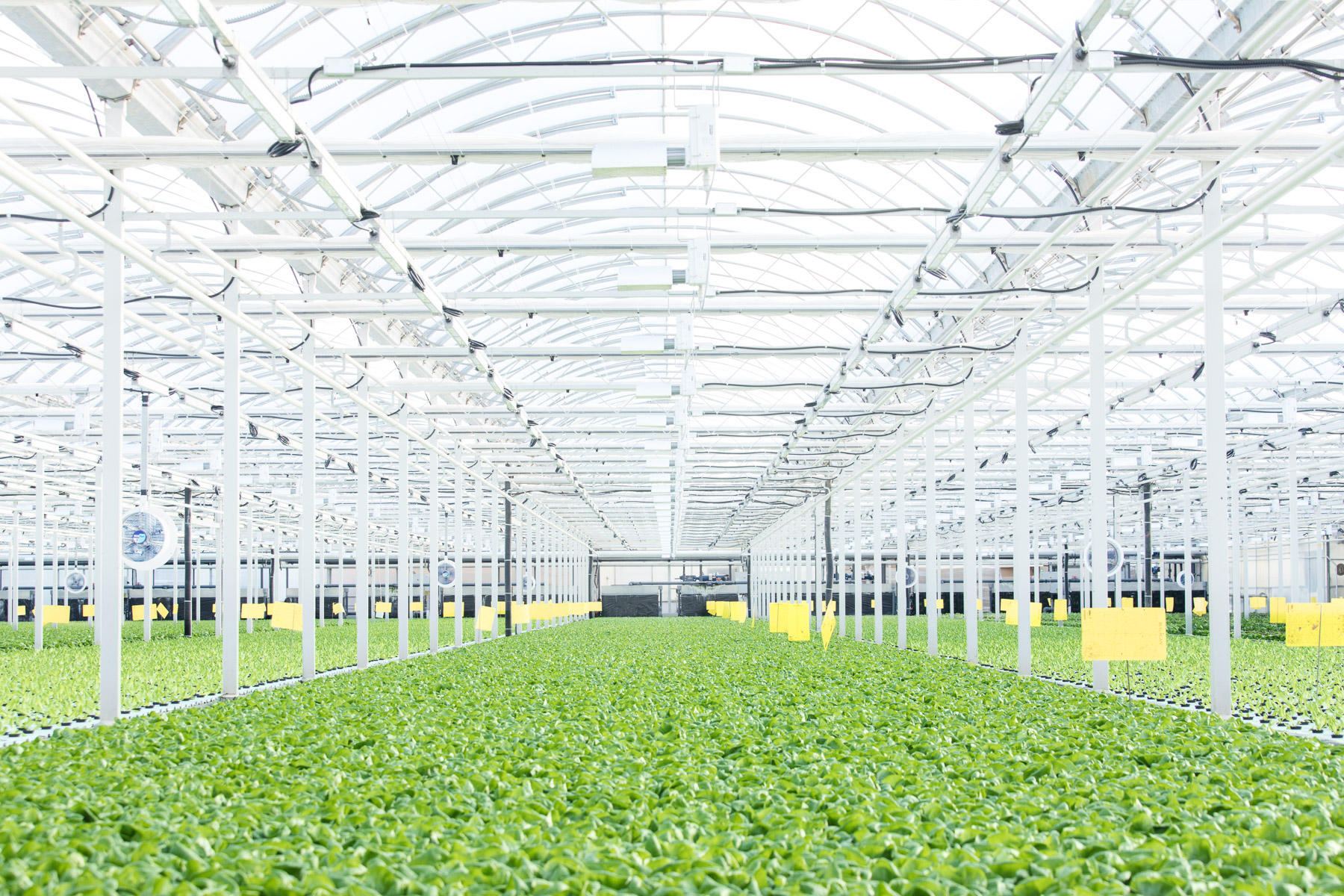 High tech Greenhouse - Mucci Farms for Svenssons