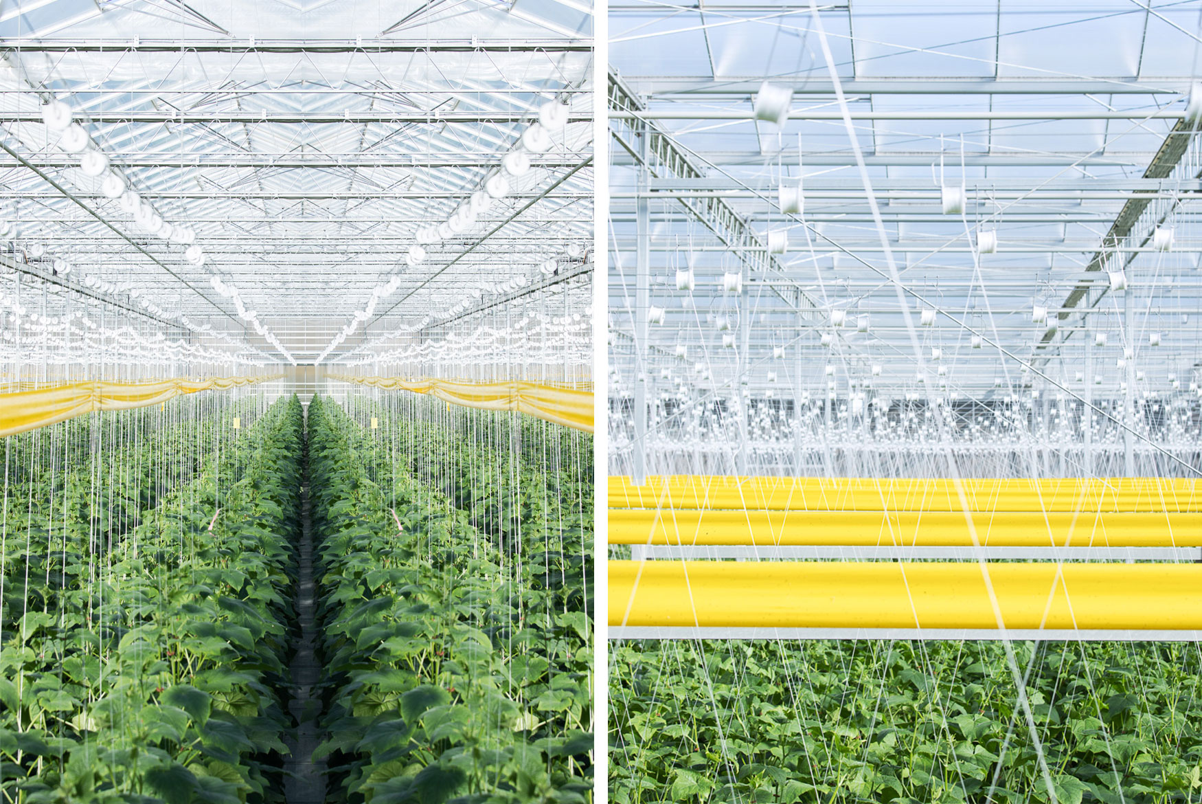 High tech Greenhouse - Mucci Farms for Svenssons